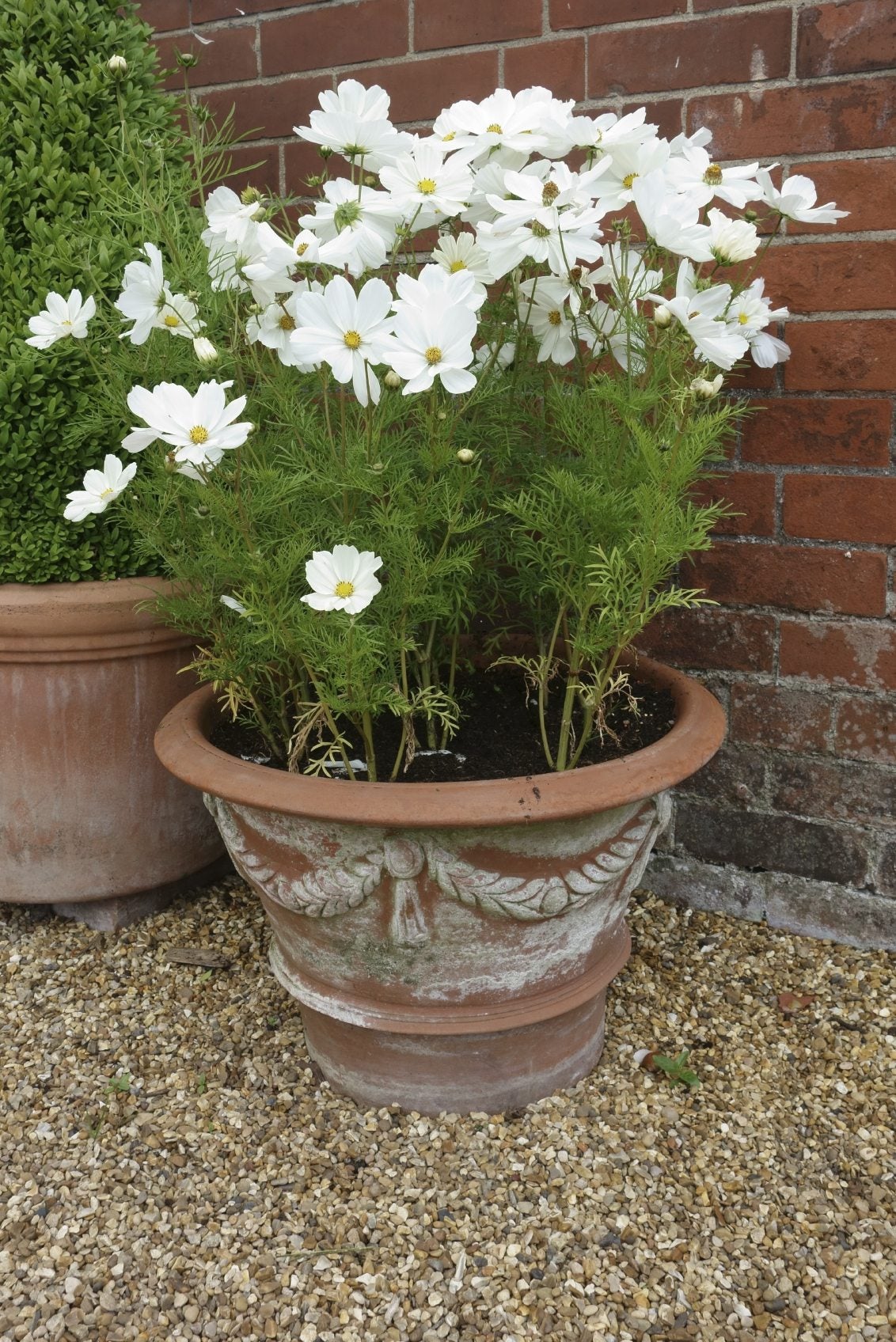 ASSORTED ANNUALS 1gal