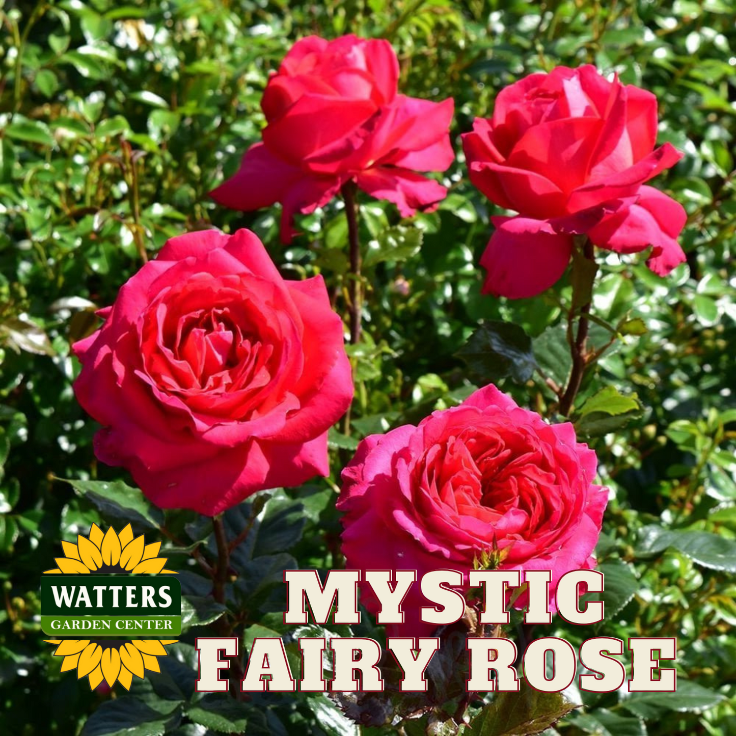 EASY ELEGANCE MYSTIC FAIRY ROSE 2gal