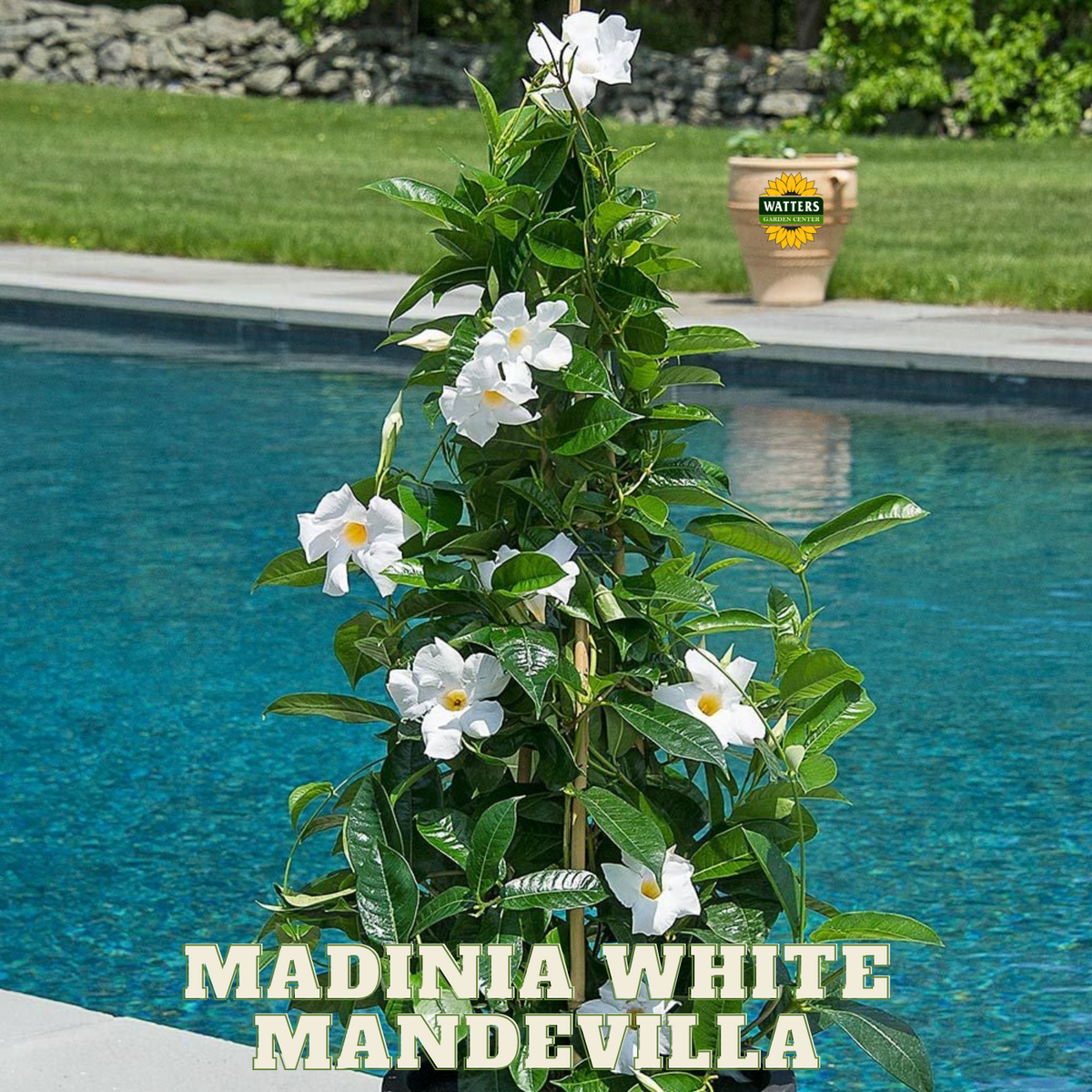MADINIA WHITE MANDEVILLA LITTLE ONE