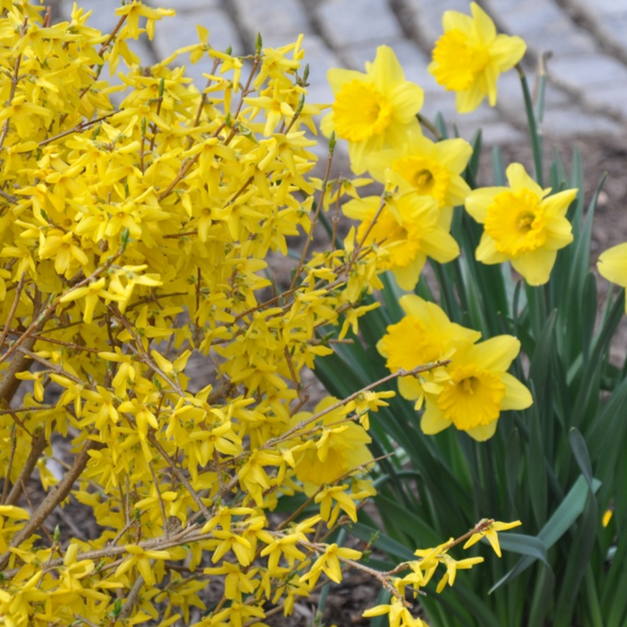 MAGICAL GOLD FORSYTHIA 1gal