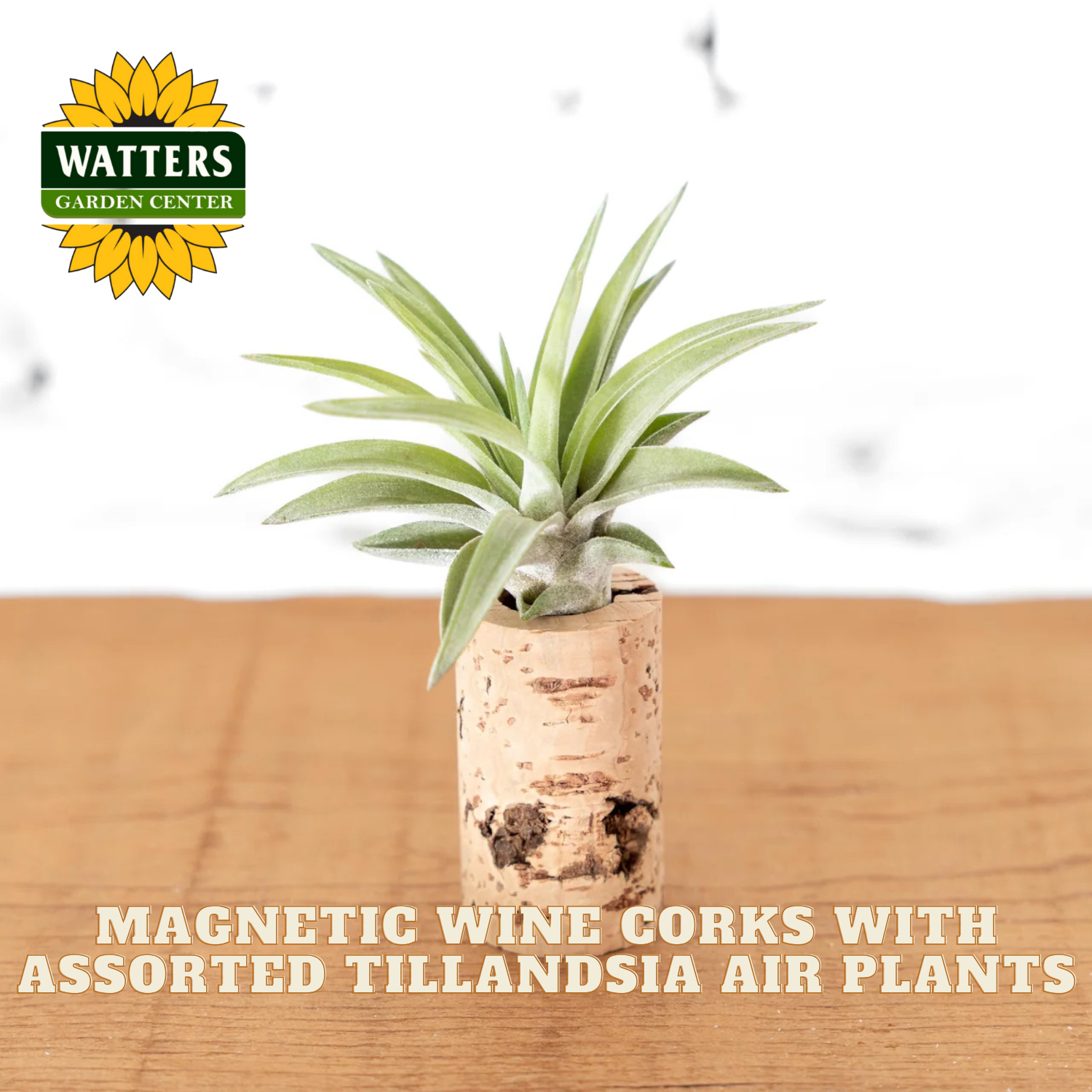 Air plant in a magnetic wine cork holder with Watters Garden Center logo.