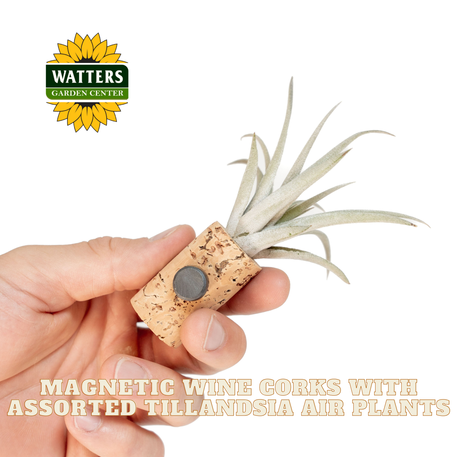 Hand holding a magnetic wine cork with an air plant, Watters Garden Center logo visible.