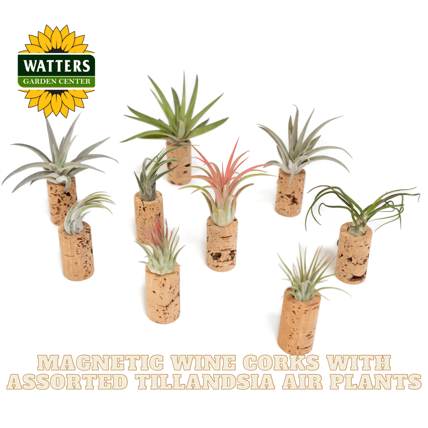 Magnetic wine cork planters with assorted Tillandsia air plants on a white background, featuring Watters Garden Center logo.