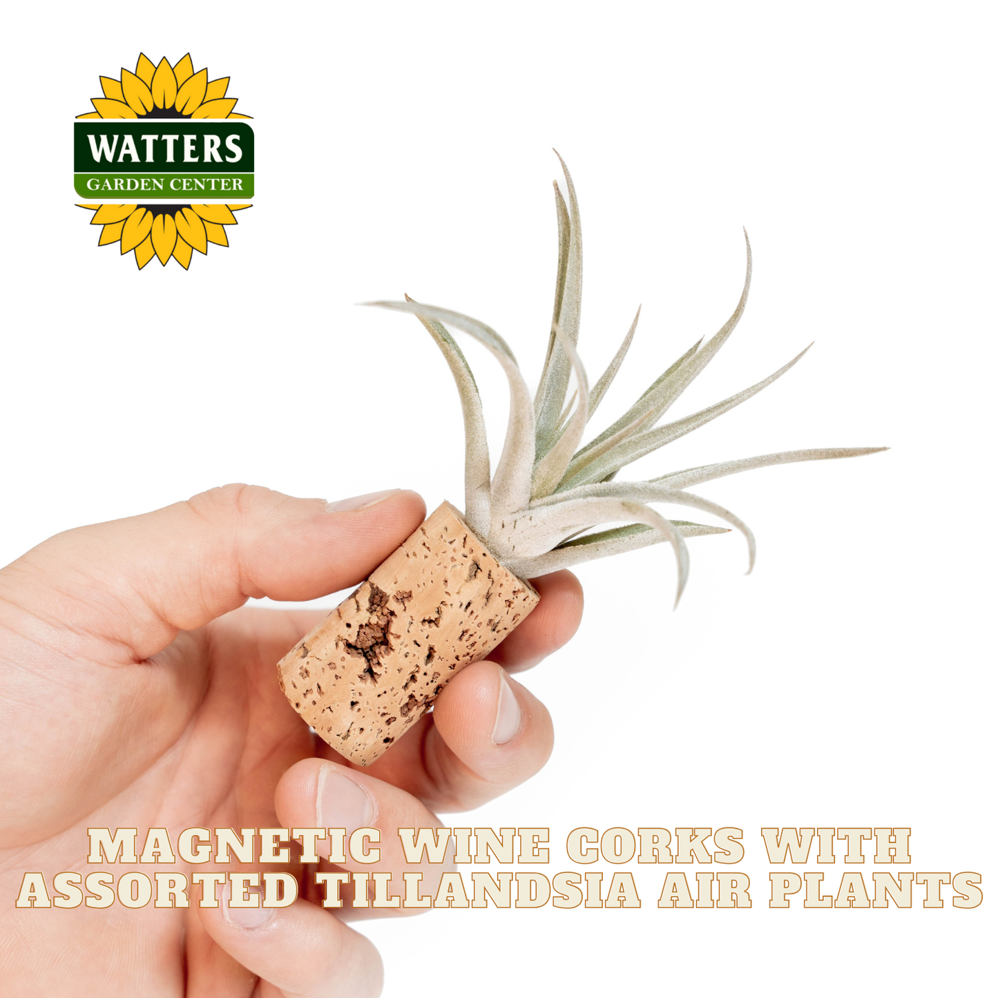 Hand holding a magnetic wine cork with an air plant, Watters Garden Center logo visible