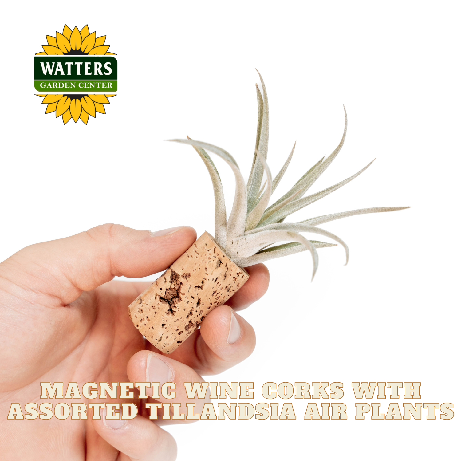 Hand holding a magnetic wine cork with an air plant, Watters Garden Center logo visible
