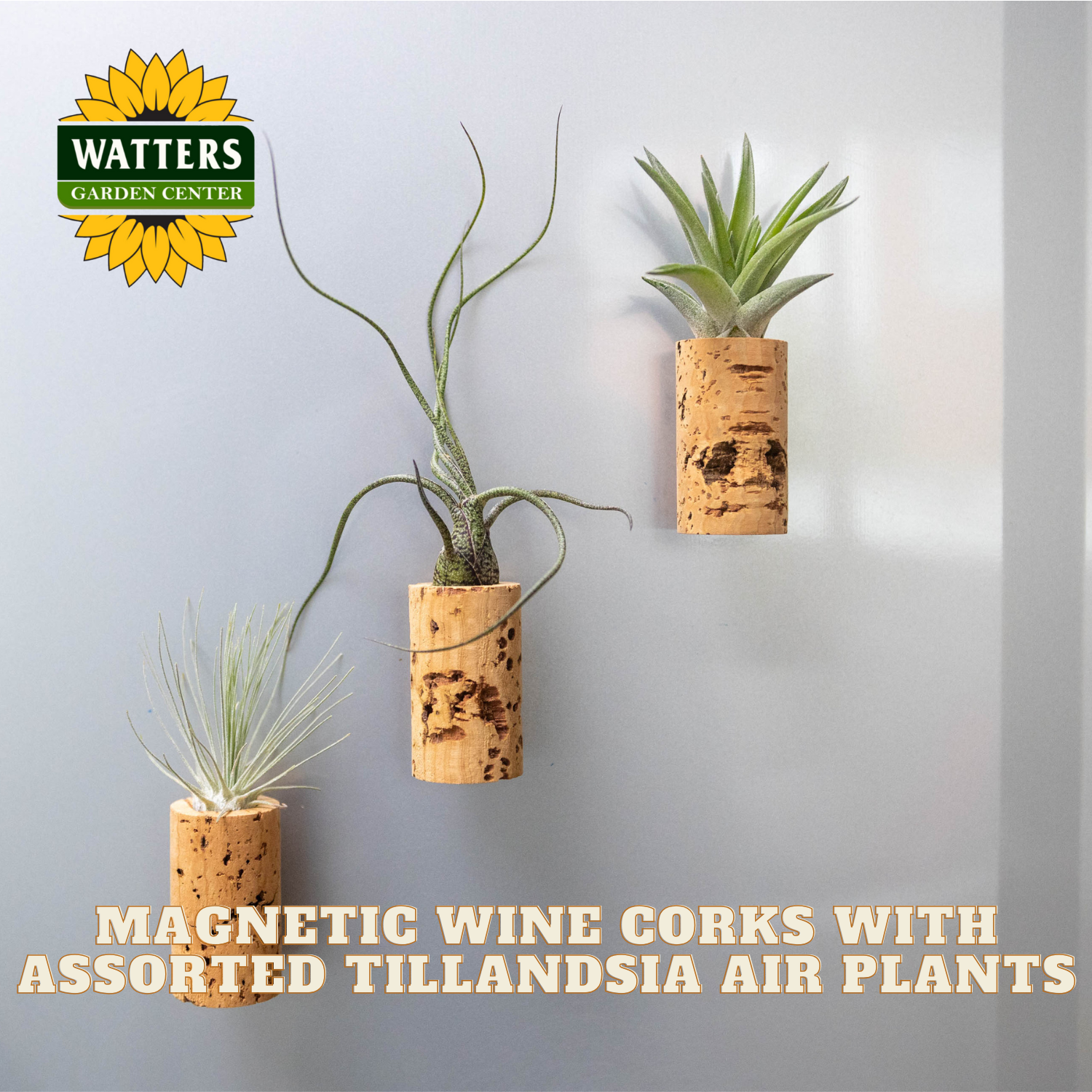 Magnetic wine cork planters with Tillandsia air plants on a gray wall, featuring Watters Garden Center branding.