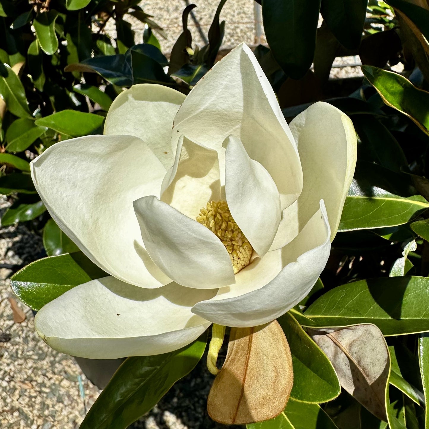 ALTA SOUTHERN MAGNOLIA 5gal