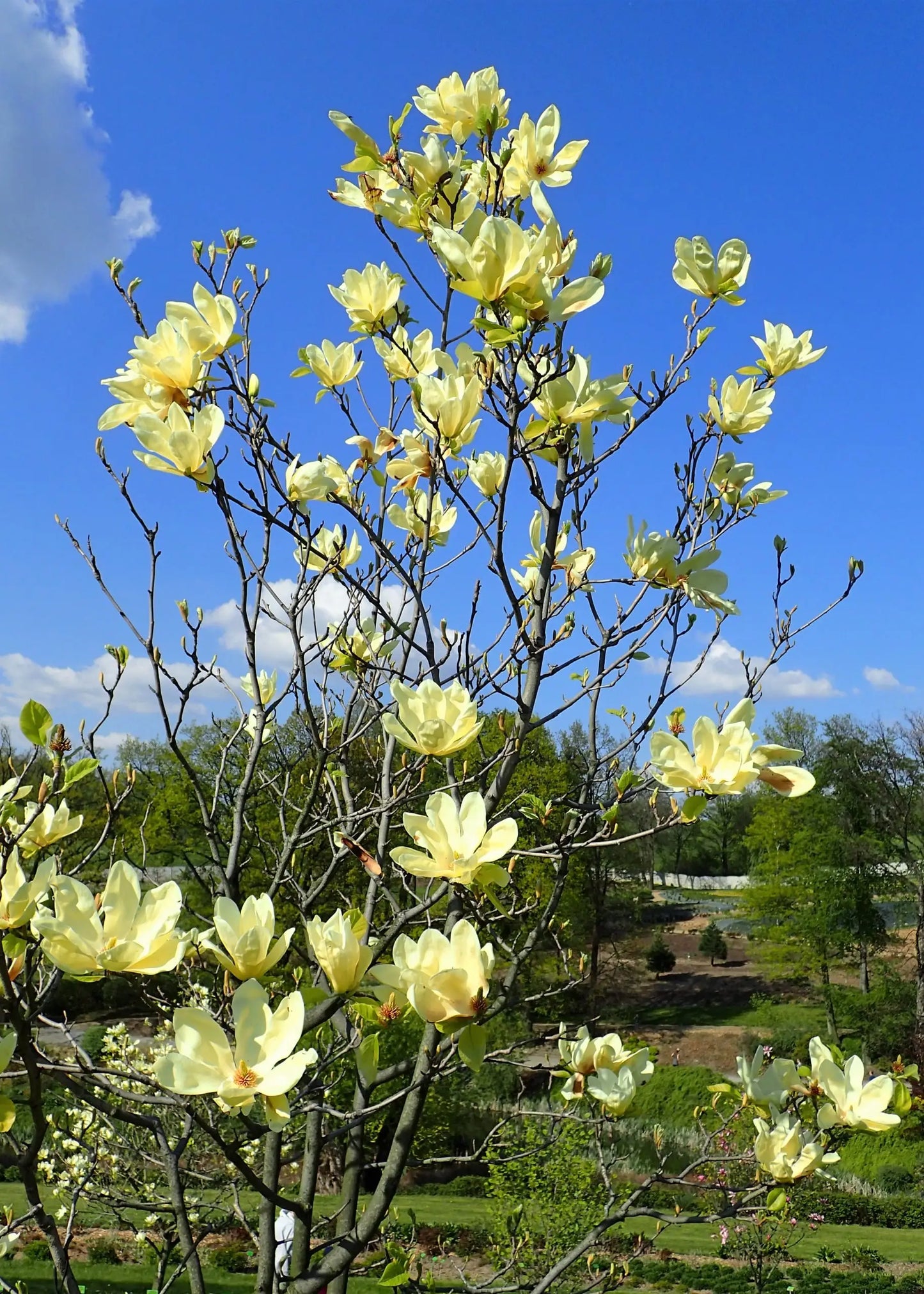 ELIZABETH MAGNOLIA TREE 5gal