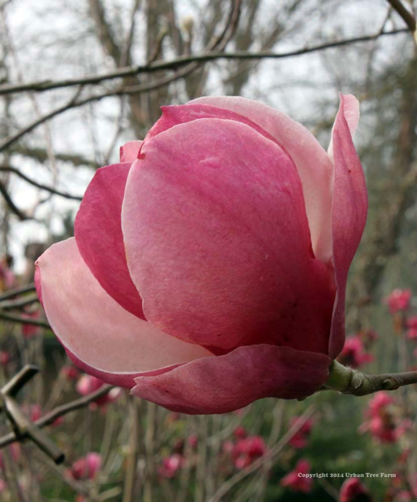 RUSTICA RUBRA MAGNOLIA TREE 7gal