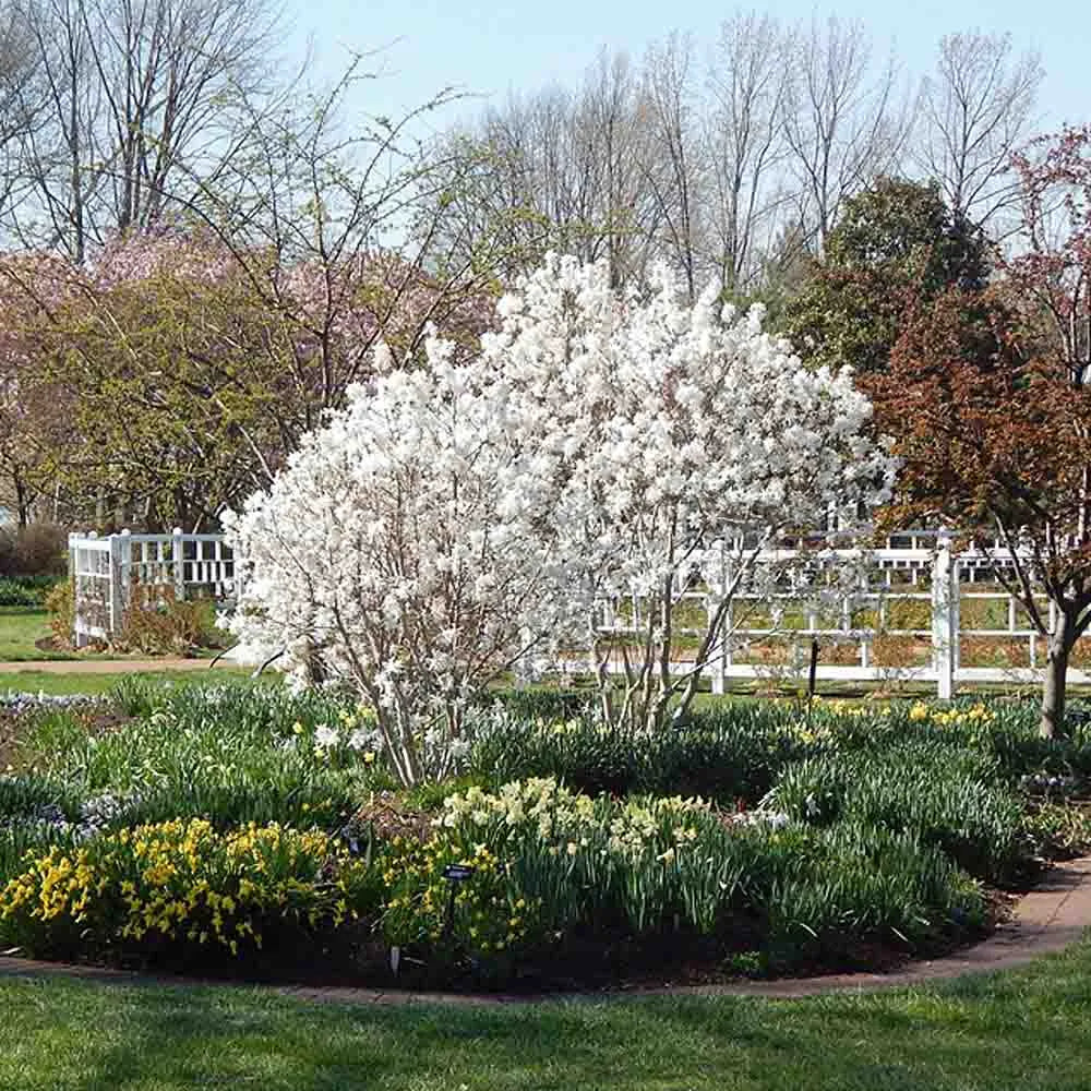 ROYAL STAR MAGNOLIA 2gal