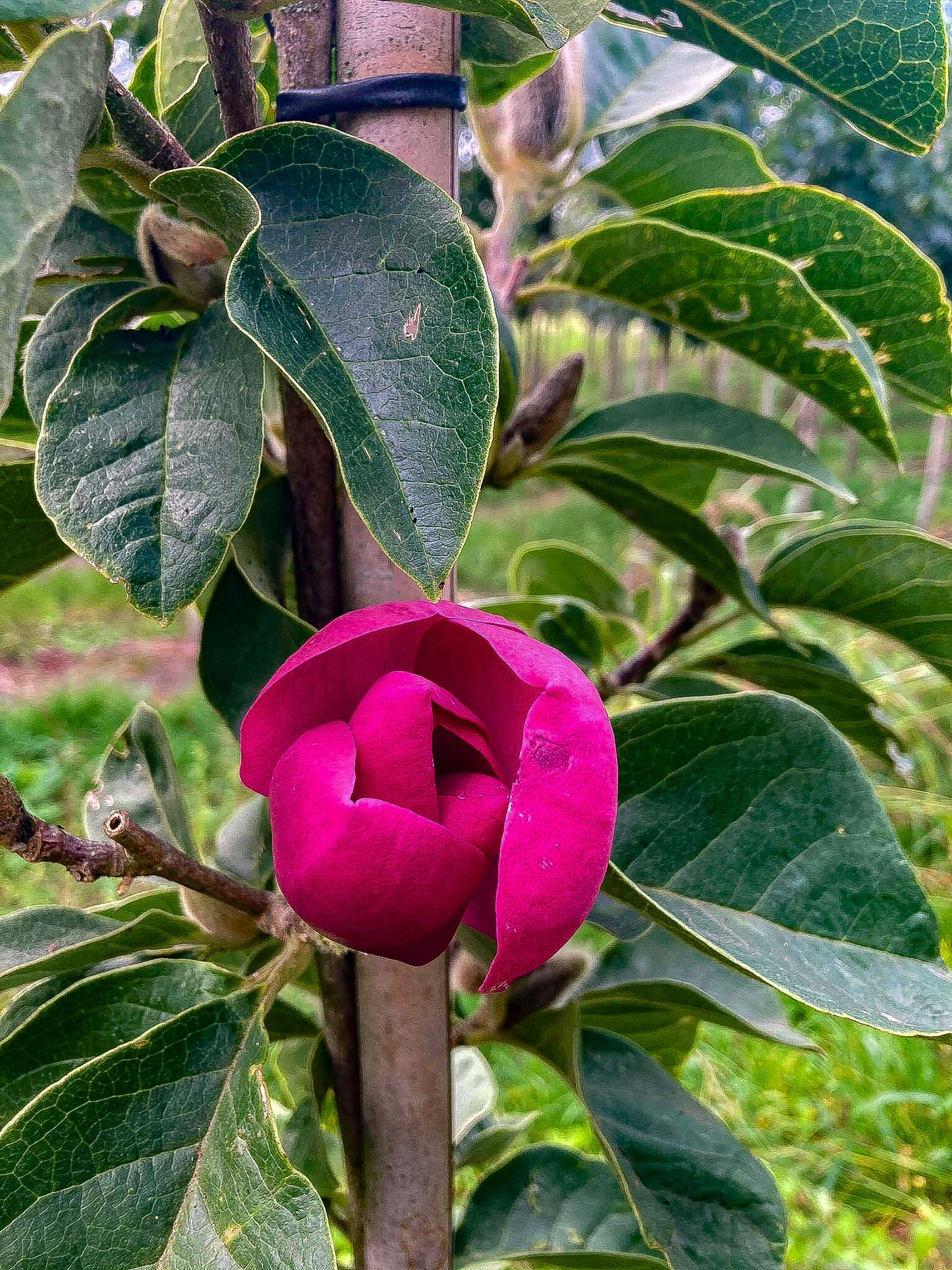 BLACK TULIP MAGNOLIA 5gal