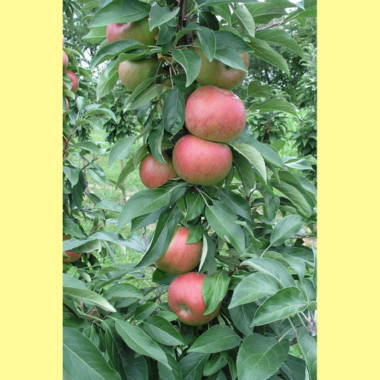 FRUITSNACKS BLUSHING DELIGHT COLUMNAR APPLE TREE 7gal