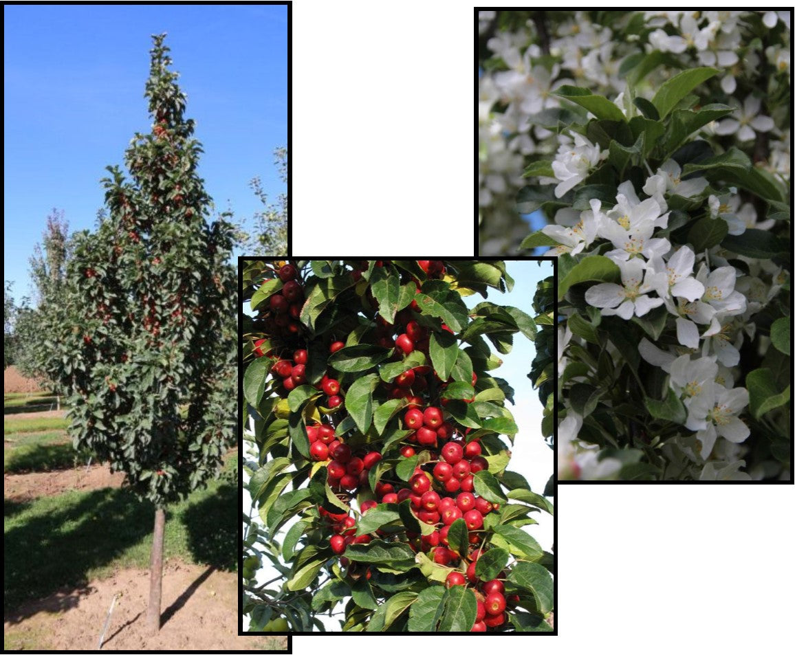 IVORY SPEAR CRABAPPLE TREE 15gal