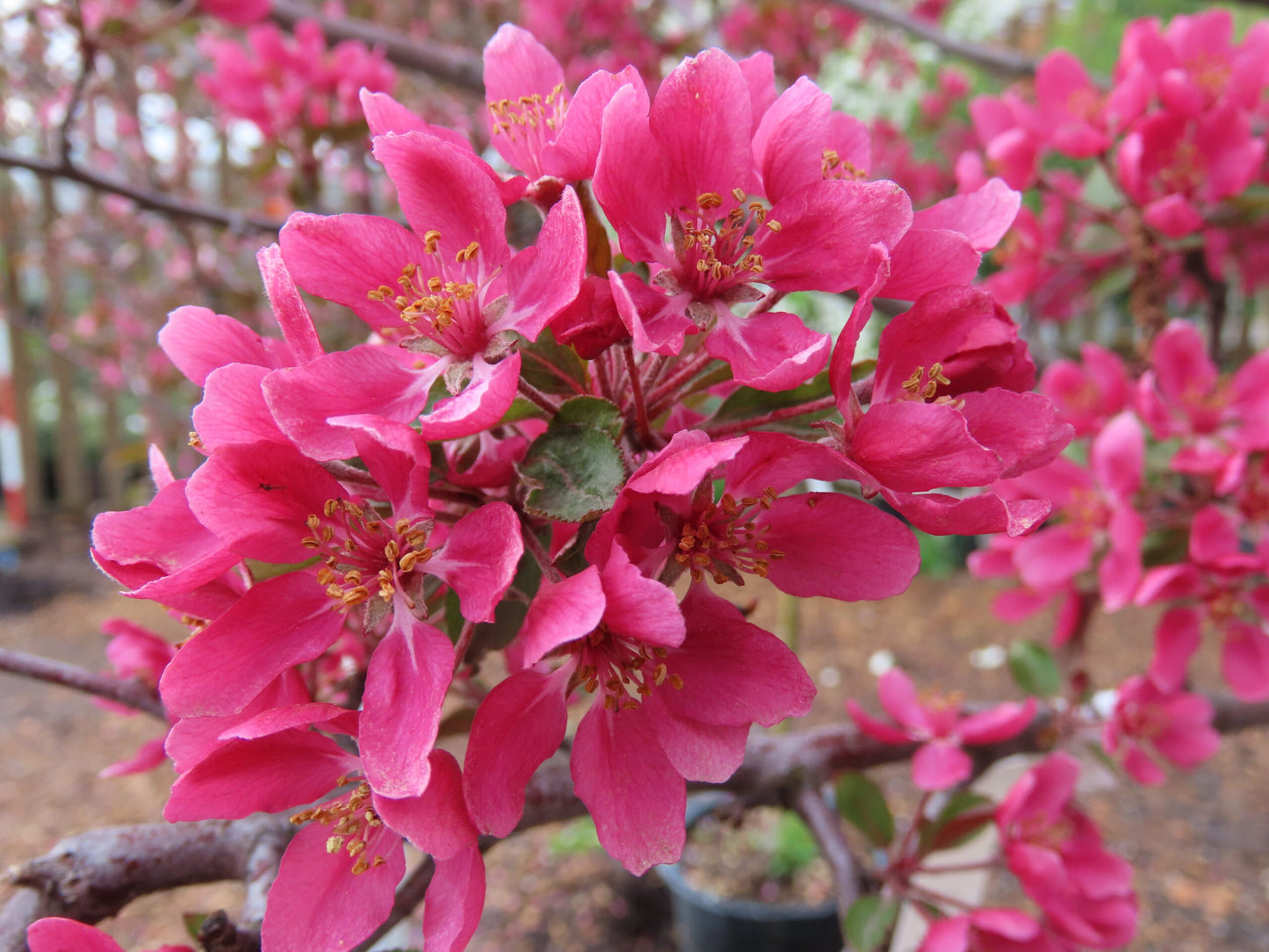 RADIANT CRABAPPLE TREE 10gal