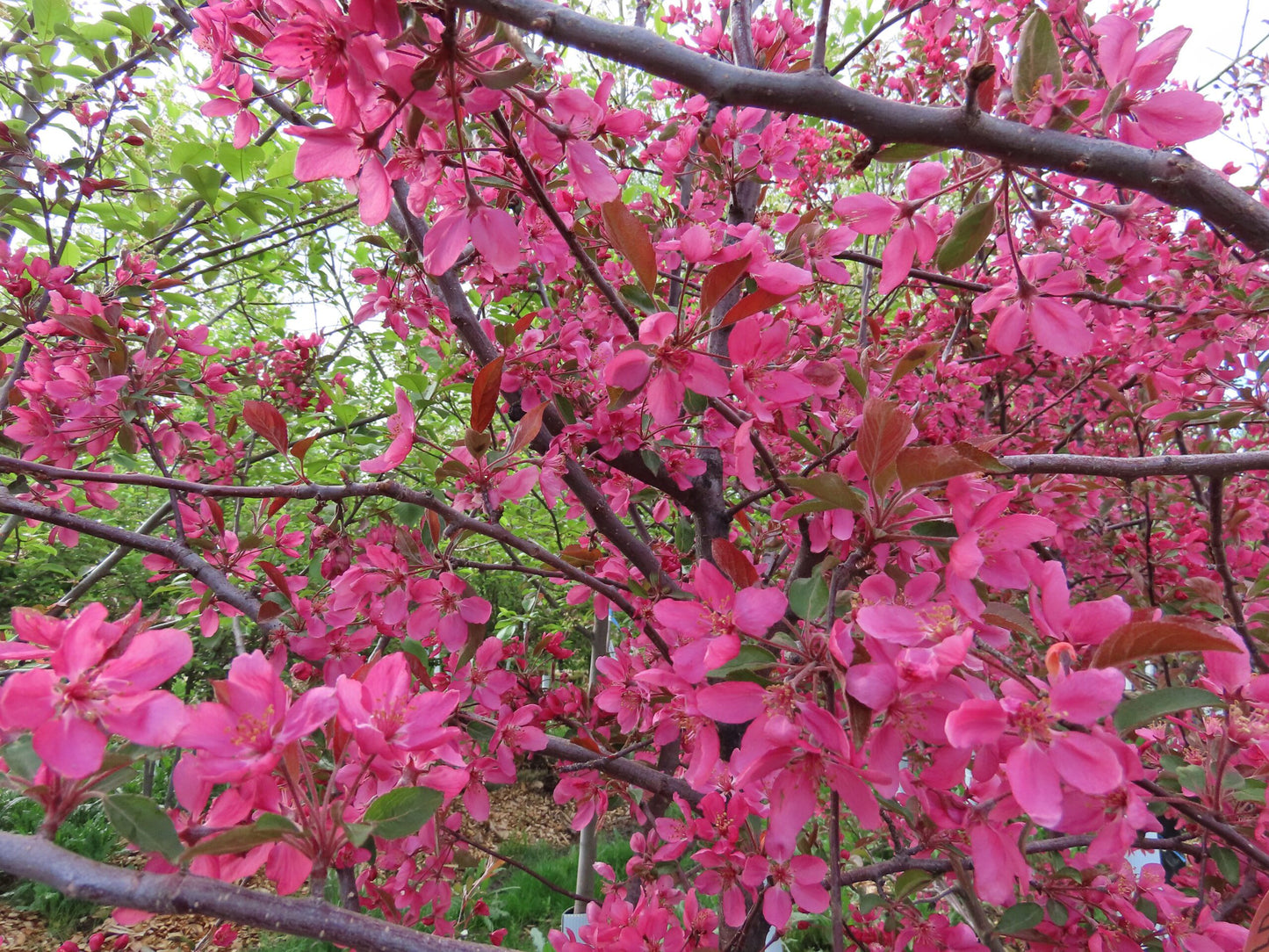 RADIANT CRABAPPLE TREE 10gal