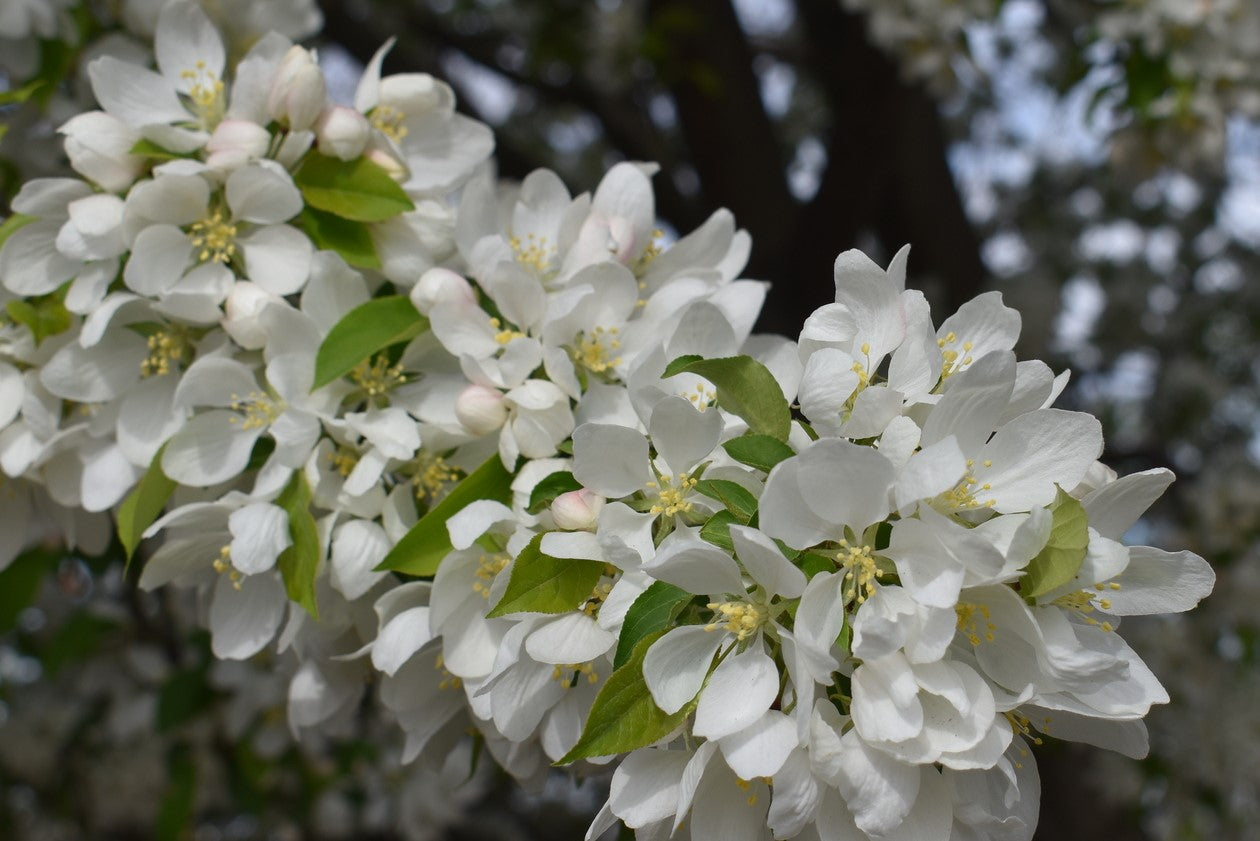 SPRING SNOW CRABAPPLE TREE 7gal