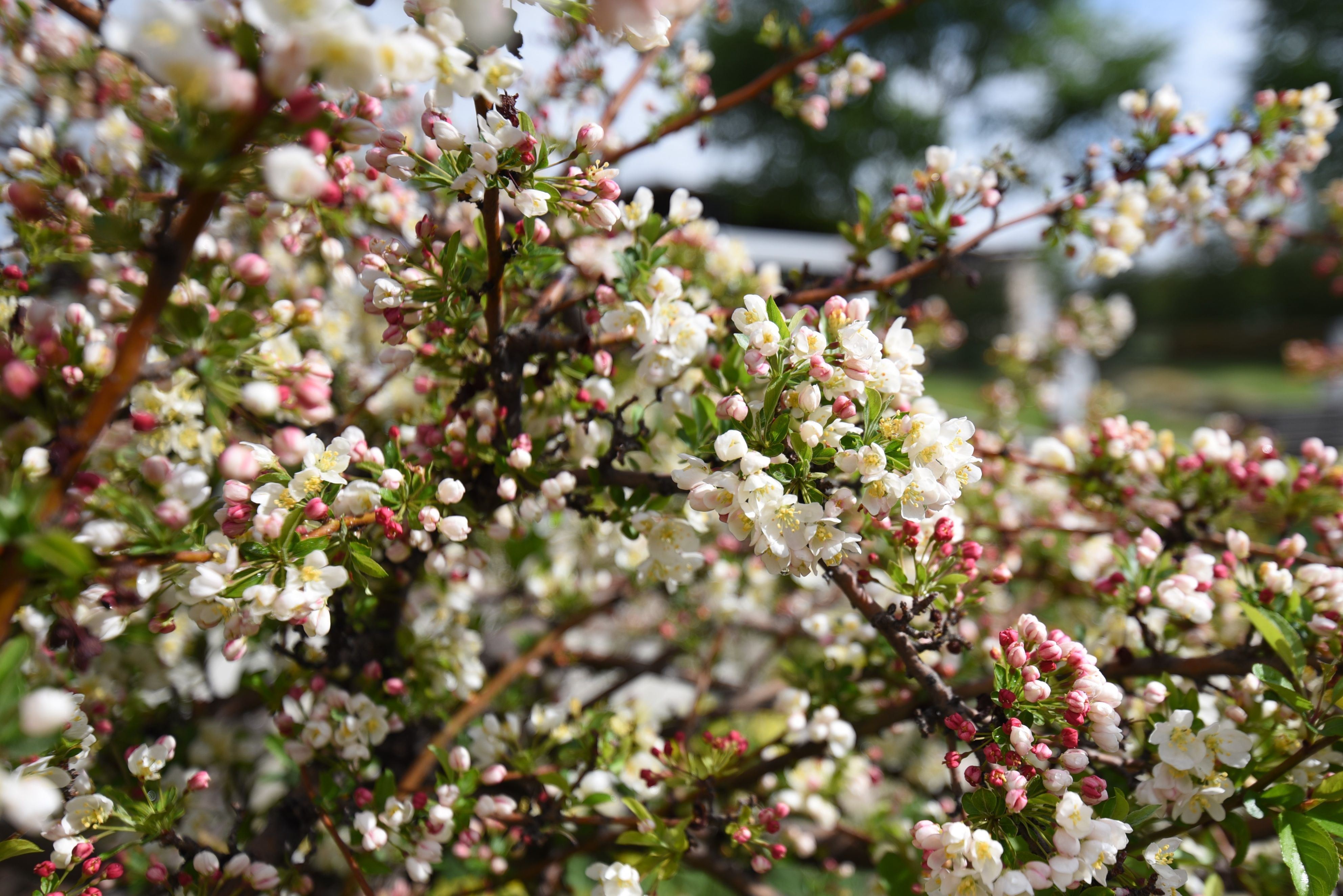 TINA SARGENT CRABAPPLE TREE 10gal – Watters Garden Center
