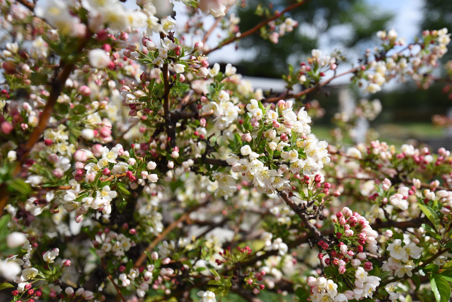 TINA SARGENT CRABAPPLE TREE 5gal
