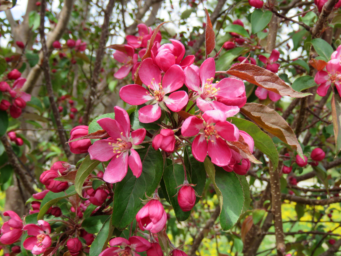 COURAGEOUS CRABAPPLE TREE 10gal