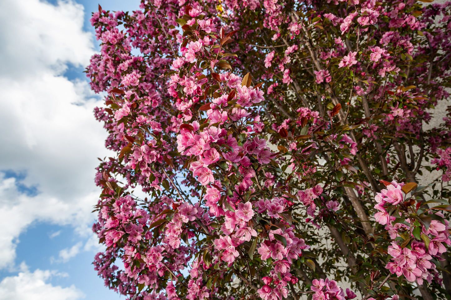 GLADIATOR CRABAPPLE TREE 10gal