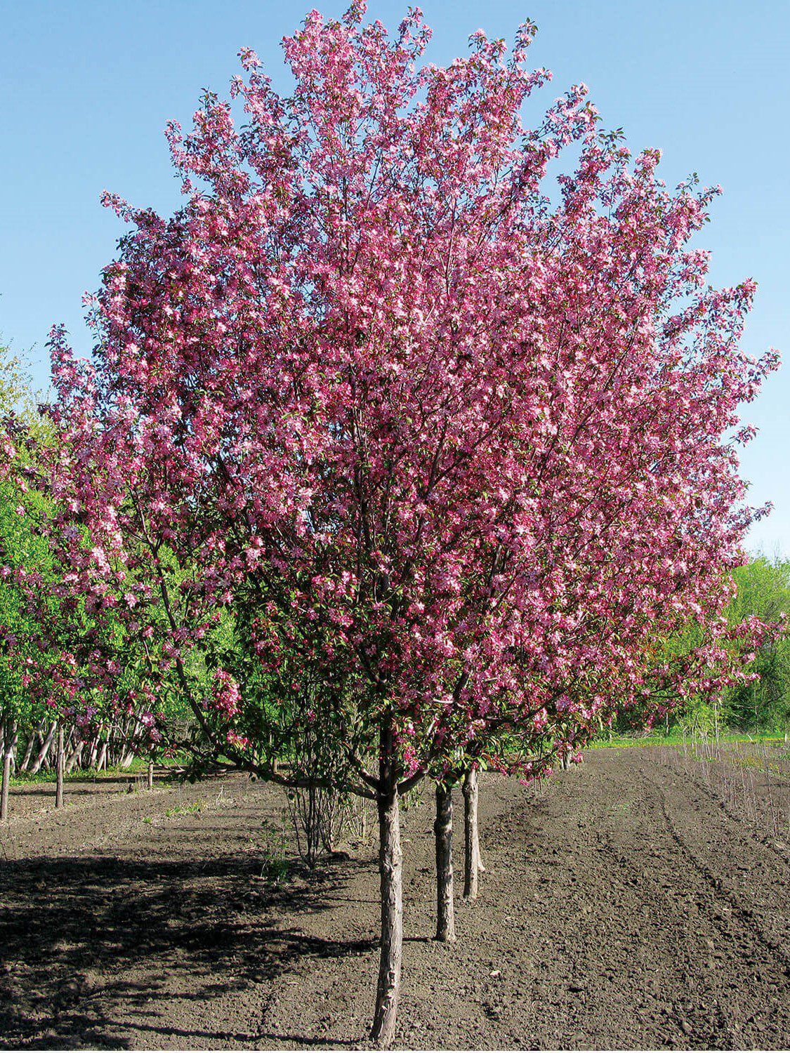 COURAGEOUS CRABAPPLE TREE 10gal