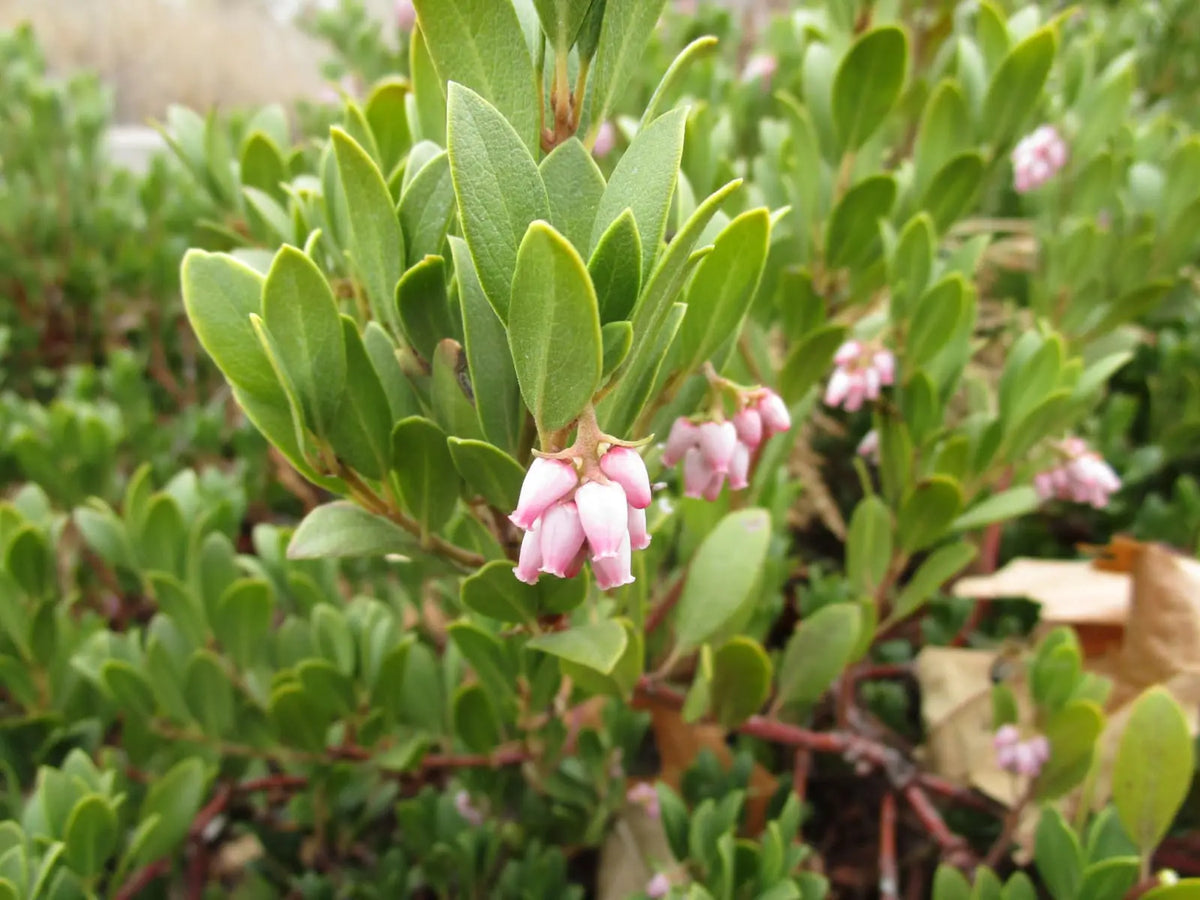 KINNIKINNICK MANZANITA 1gal