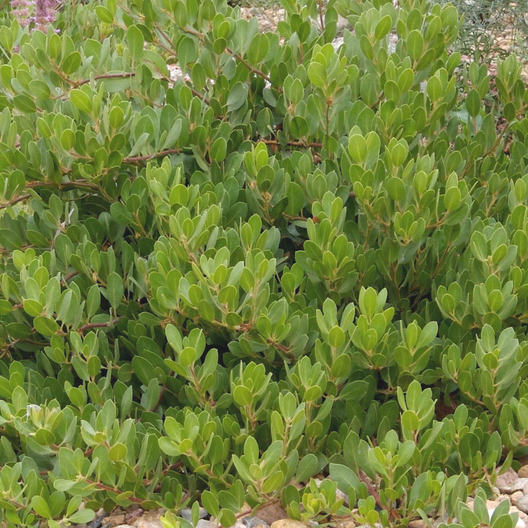 Manzanita Chieftain