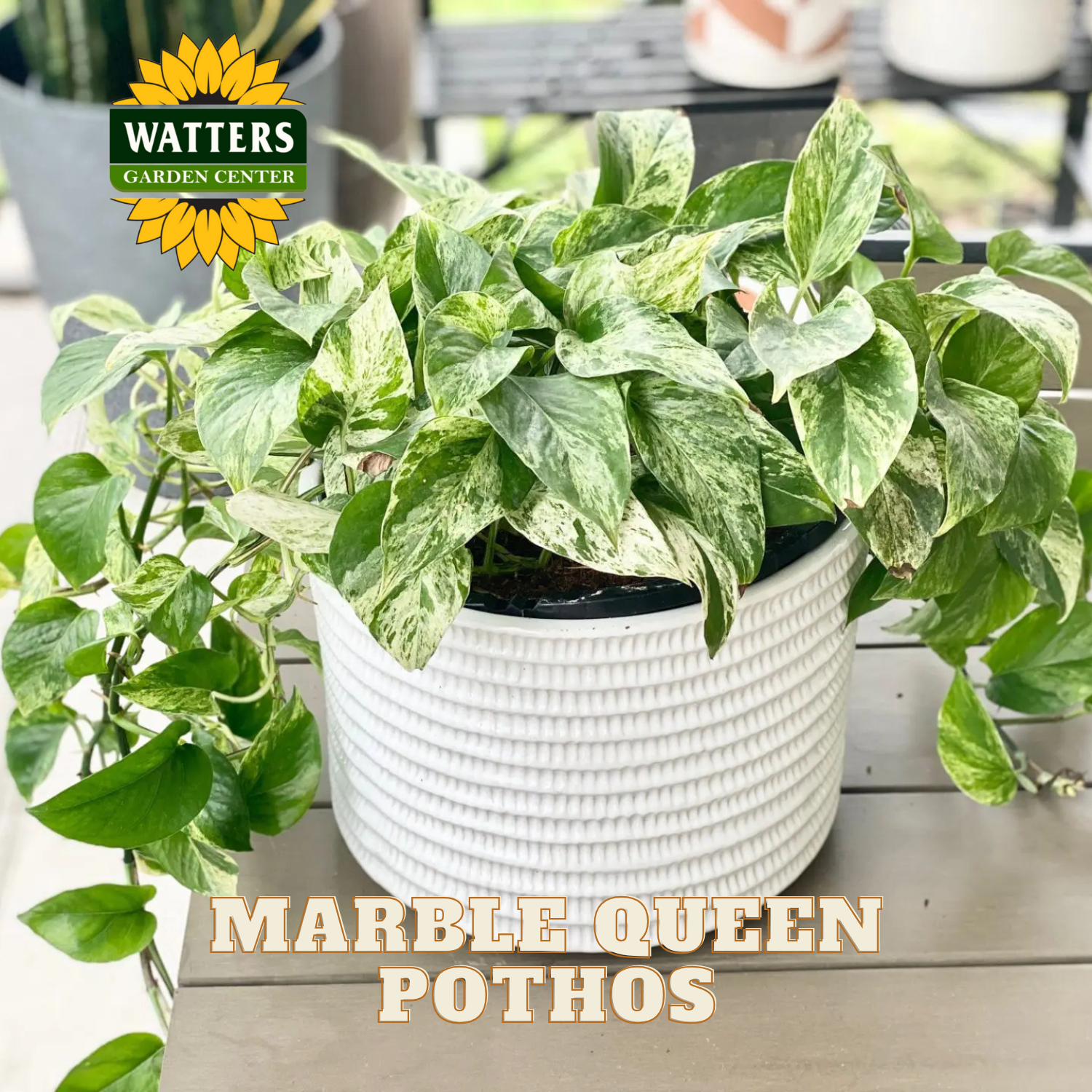 Marble Queen Pathos in a white container resting on a brown wood table.