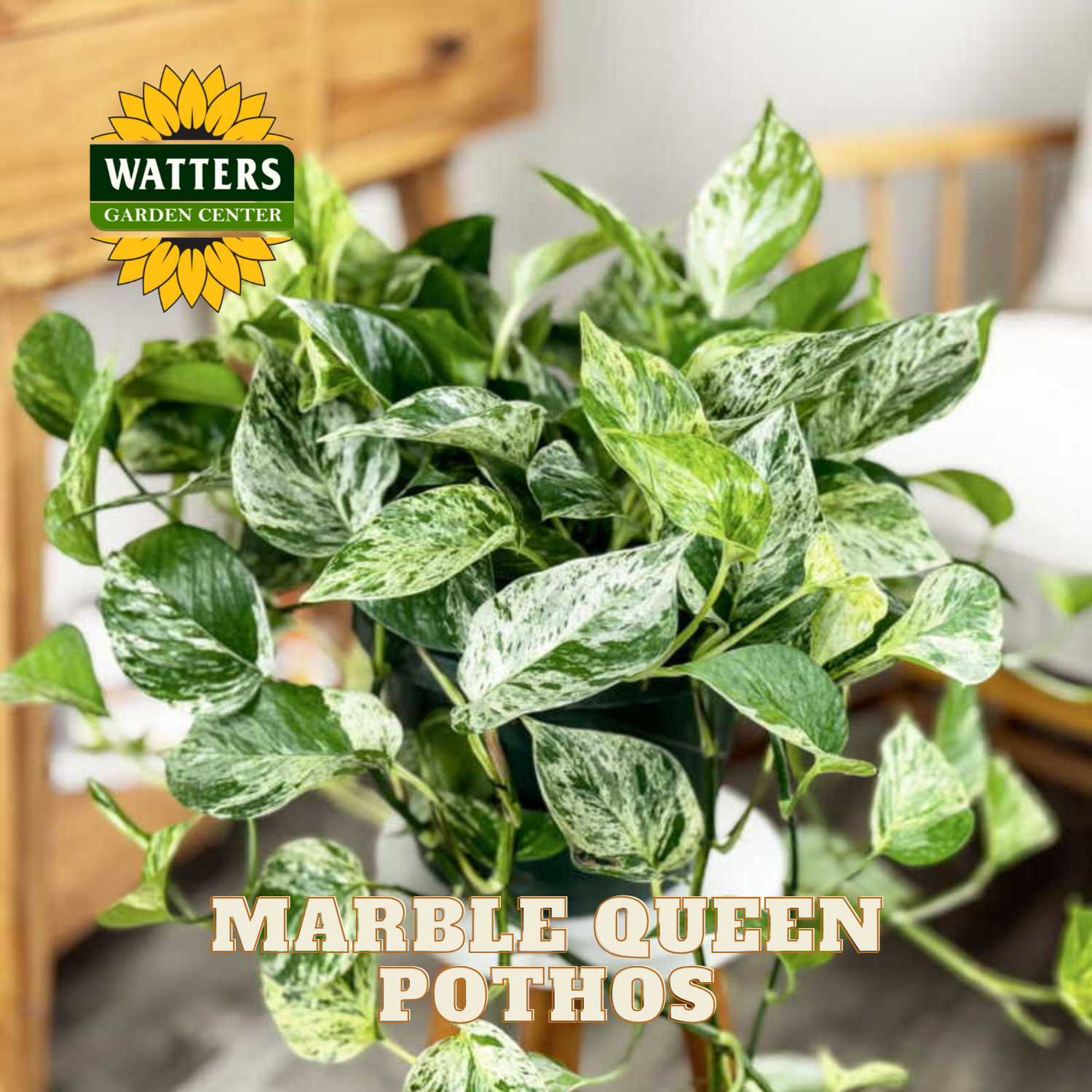 Marble Queen Pothos close up view of green and white marbled leaves.