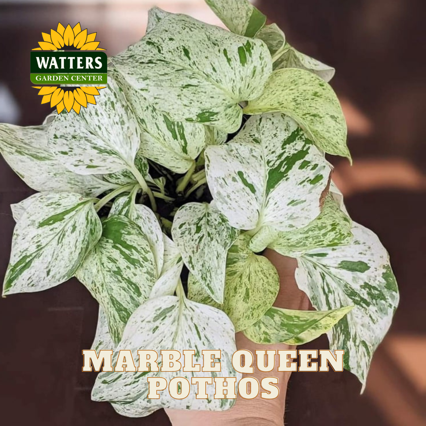 A hand holds a marble queen pothos plant.