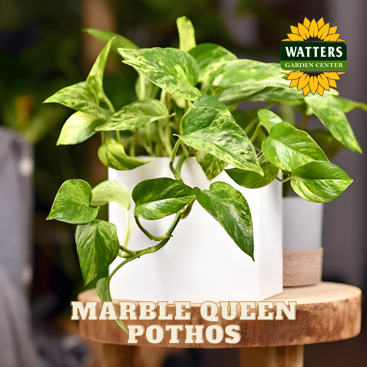 Marble Queen Pothos plant in a white pot set on a  wooden, brown stool.