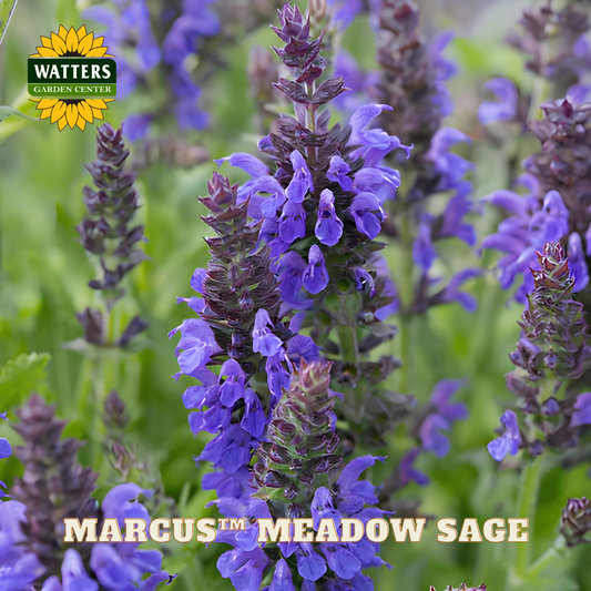 Purple meadow sage flowers with Watters Garden Center logo and 'Marcus Meadow Sage' text.