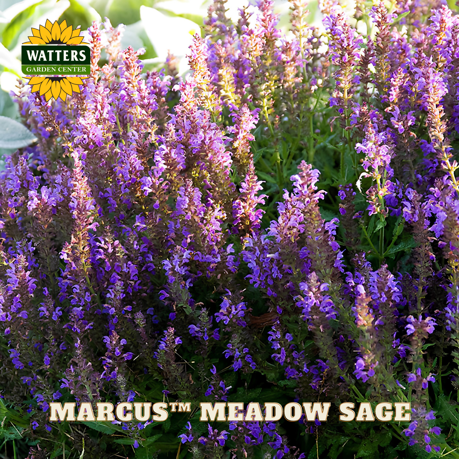 Purple flowers with Watters Garden Center branding and 'Marcus Meadow Sage' text.