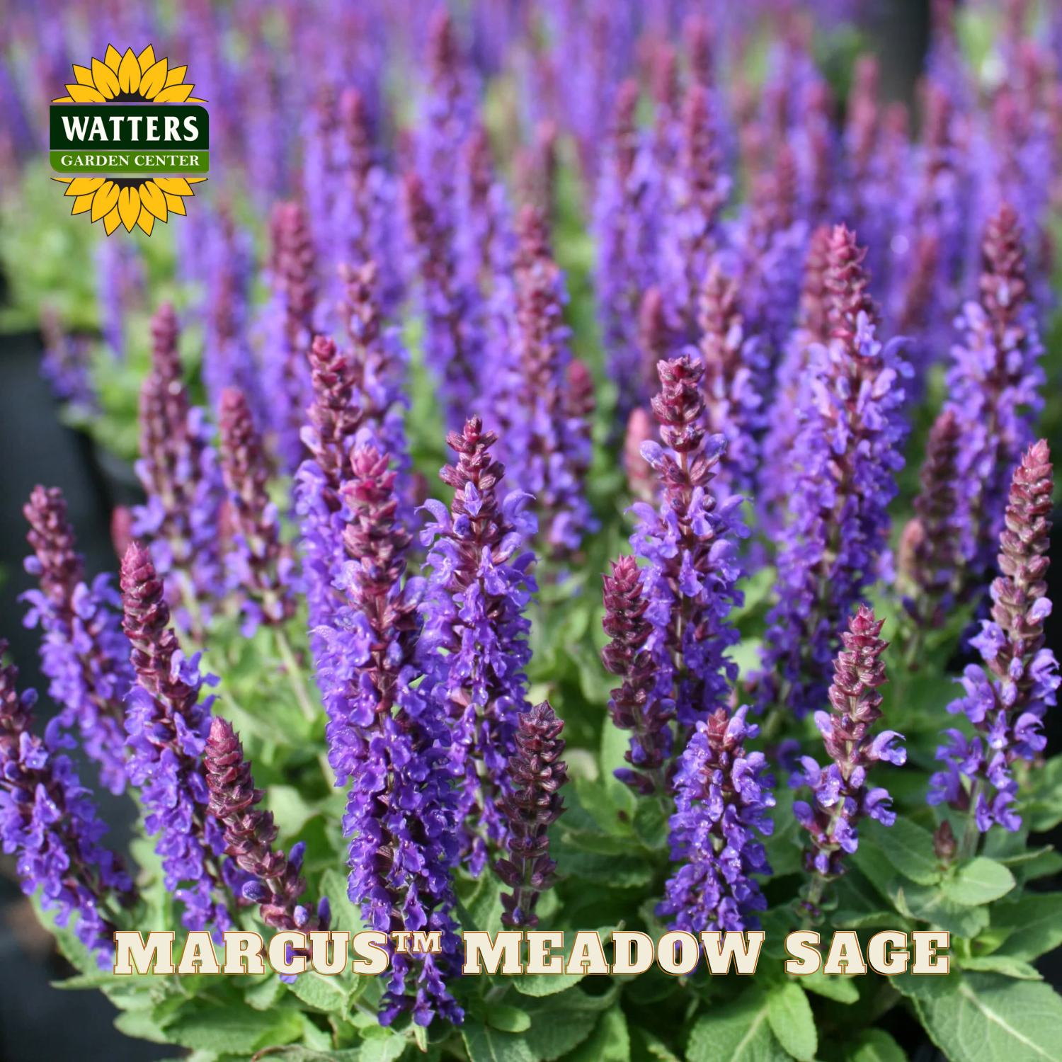 Purple flowers with Watters Garden Center logo and 'Marcus Meadow Sage' text.