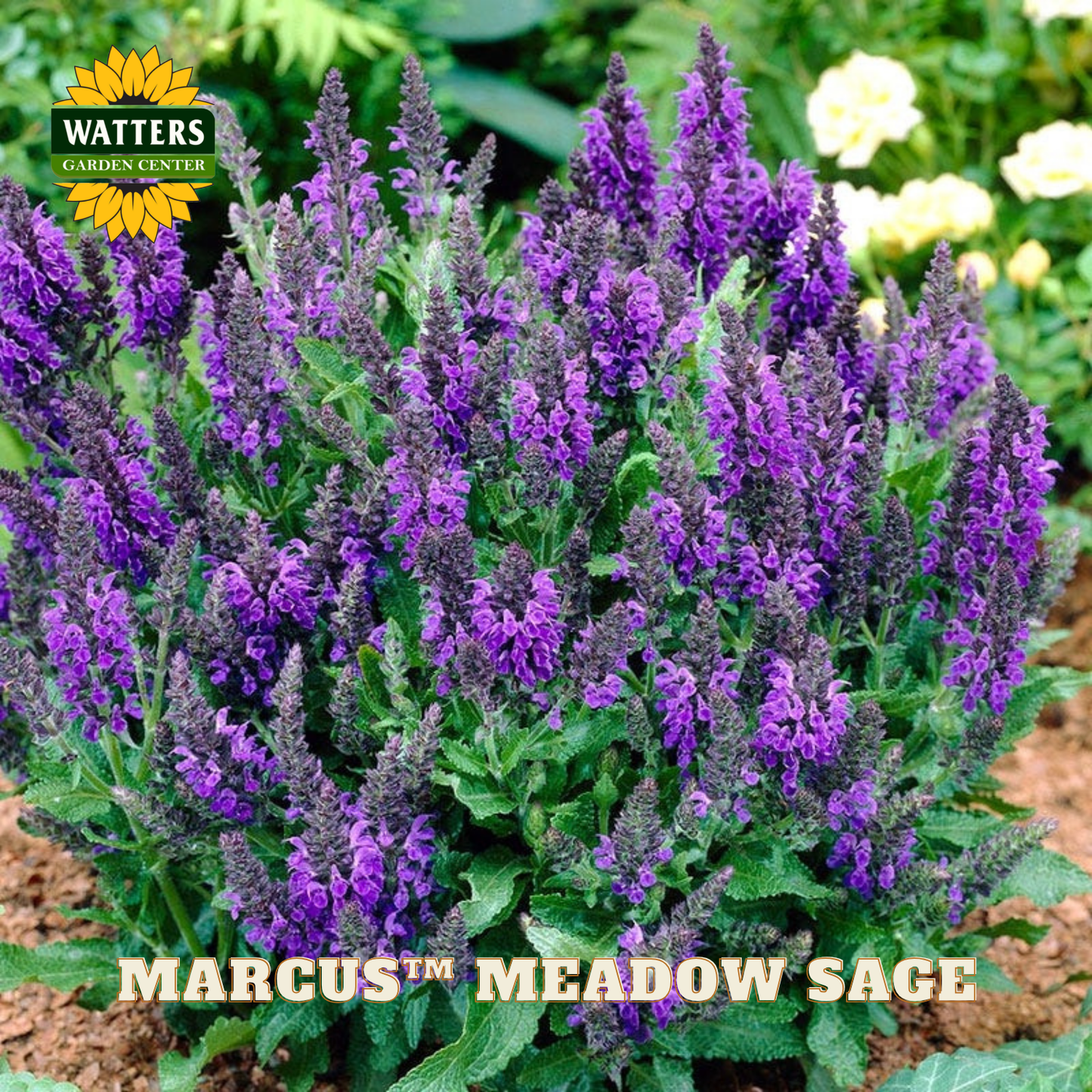 Purple flowers with 'Watters Garden Center' logo and 'Marcus Meadow Sage' text.
