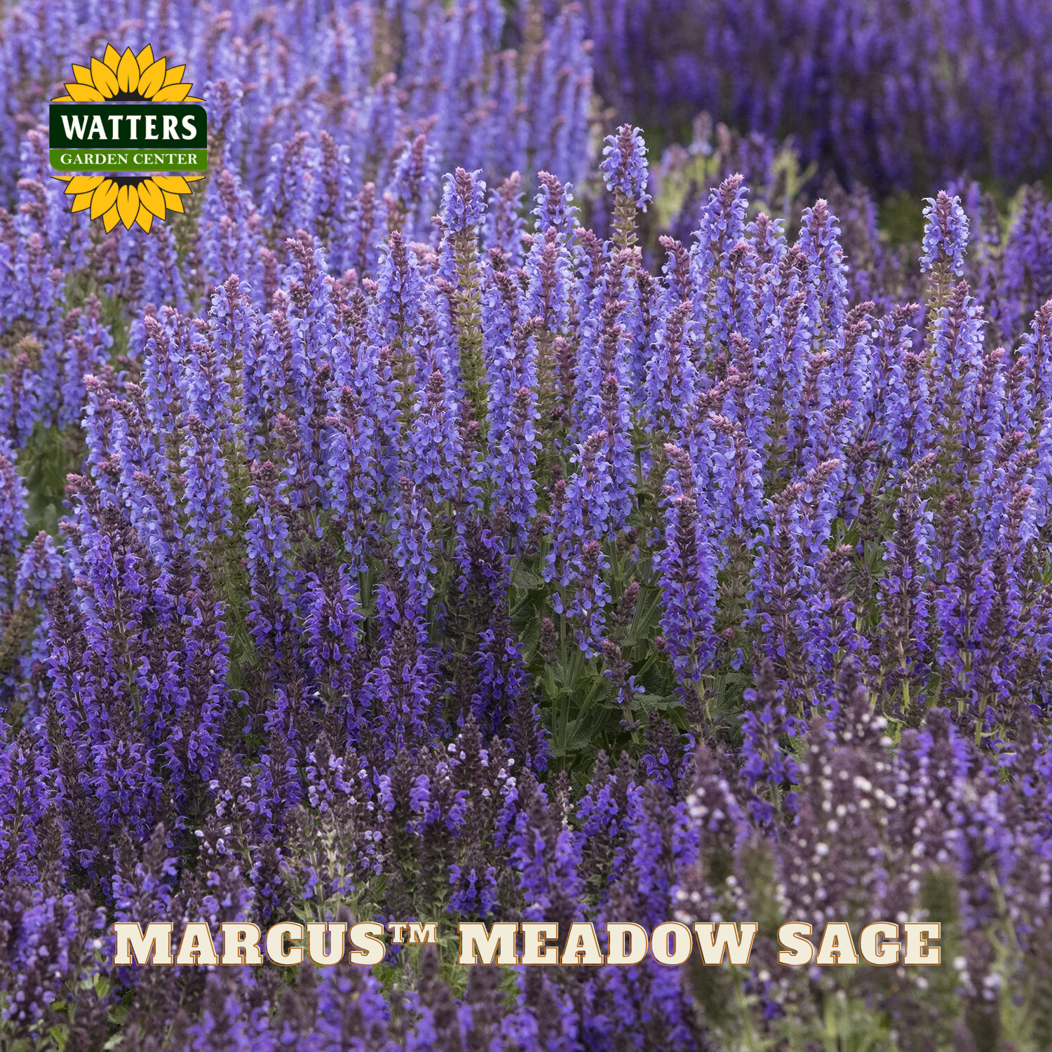 Field of purple meadow sage with Watters Garden Center logo and 'Marcus' meadow sage text.
