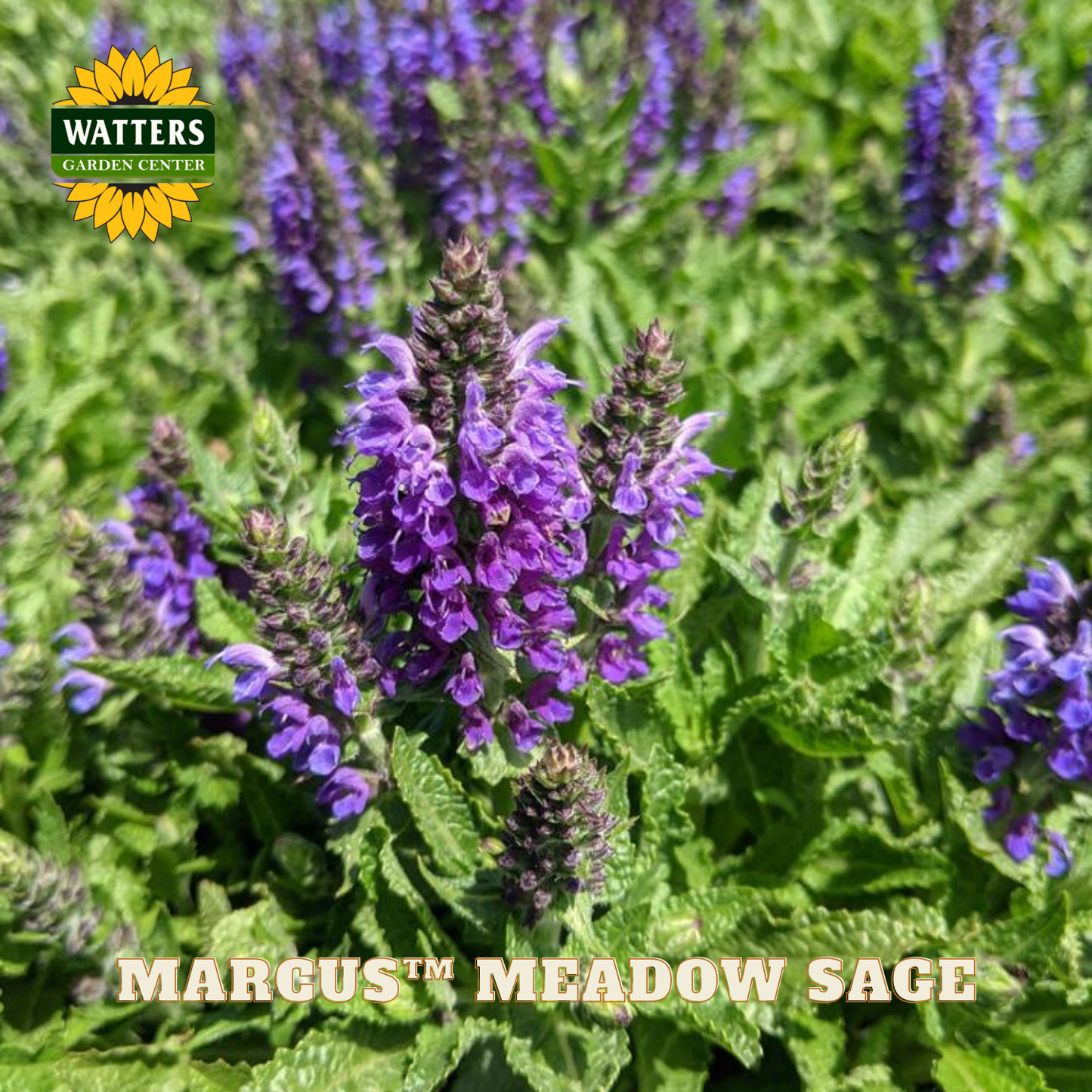 Mature Margus Meadow Sage plants with purple flowers and green leaves, branded with Watters Garden Center.