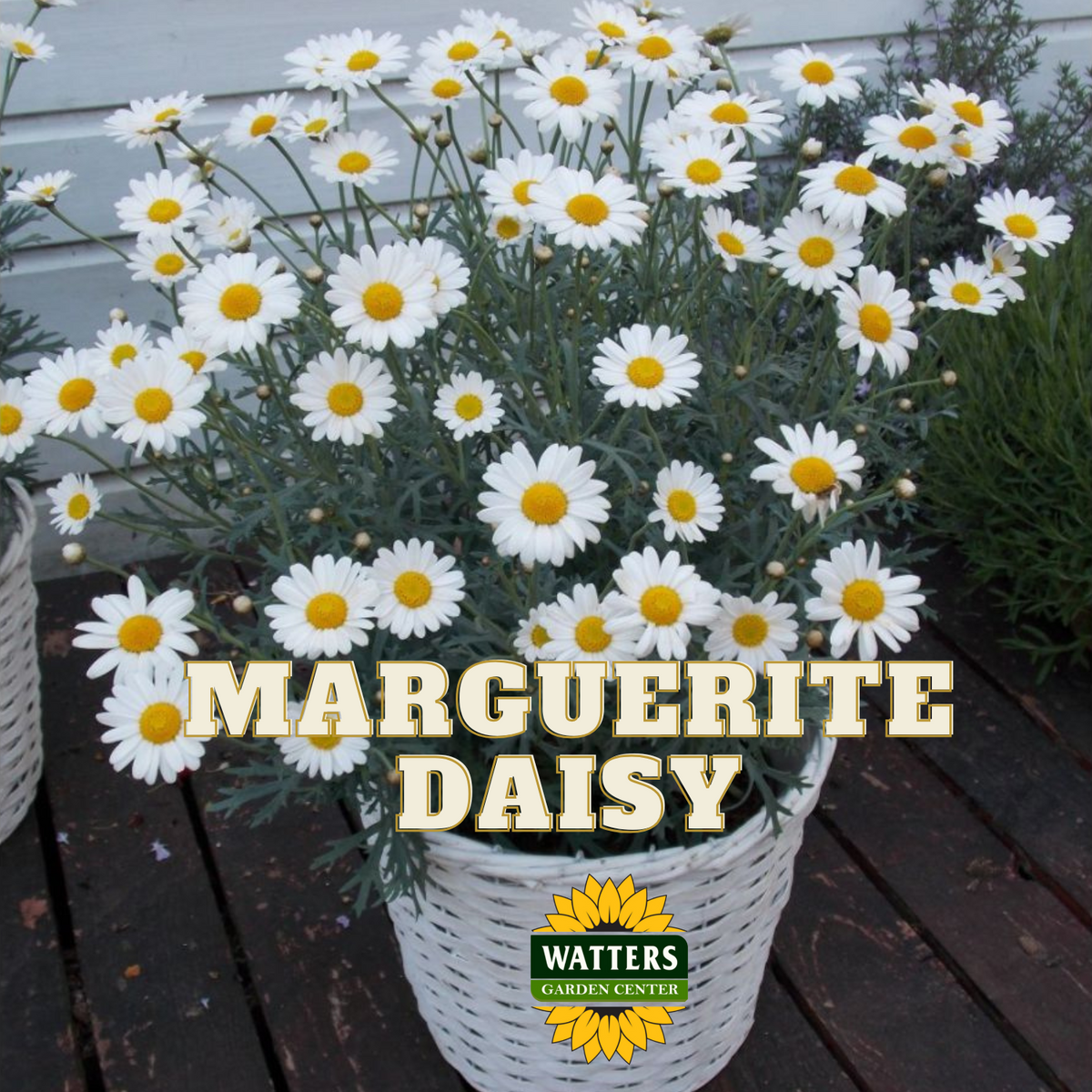 LOLLIES PINK PEZ MARGUERITE DAISY 1gal