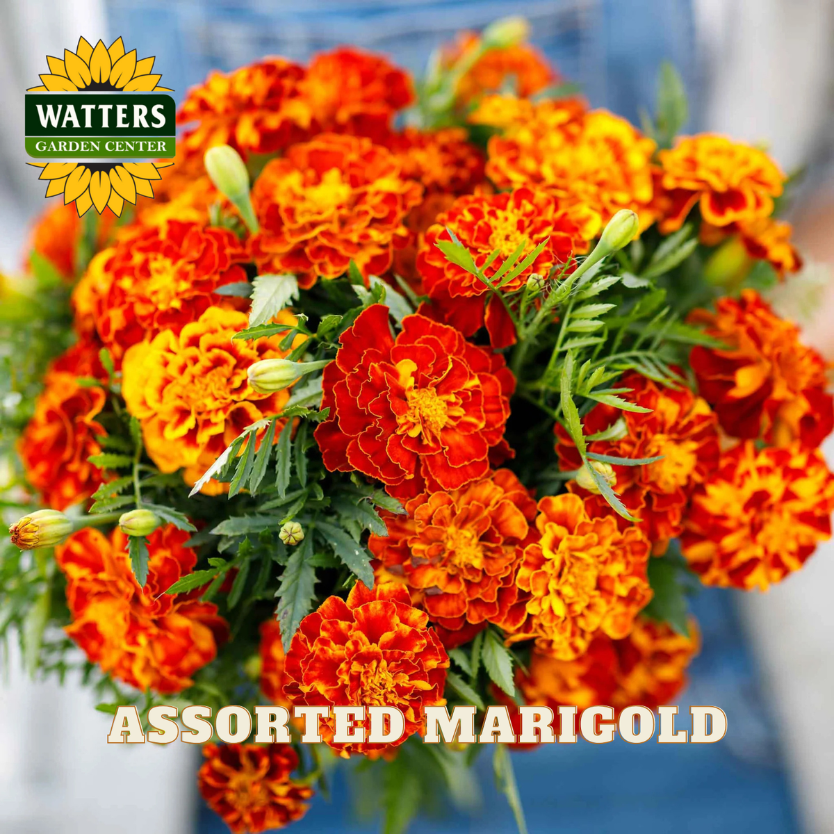 Assorted marigold flowers with Watters Garden Center logo