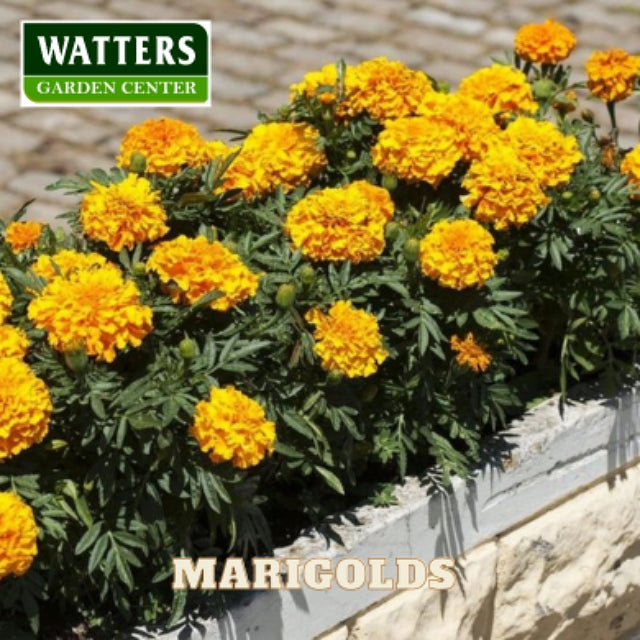 ASSORTED MARIGOLD 6pk