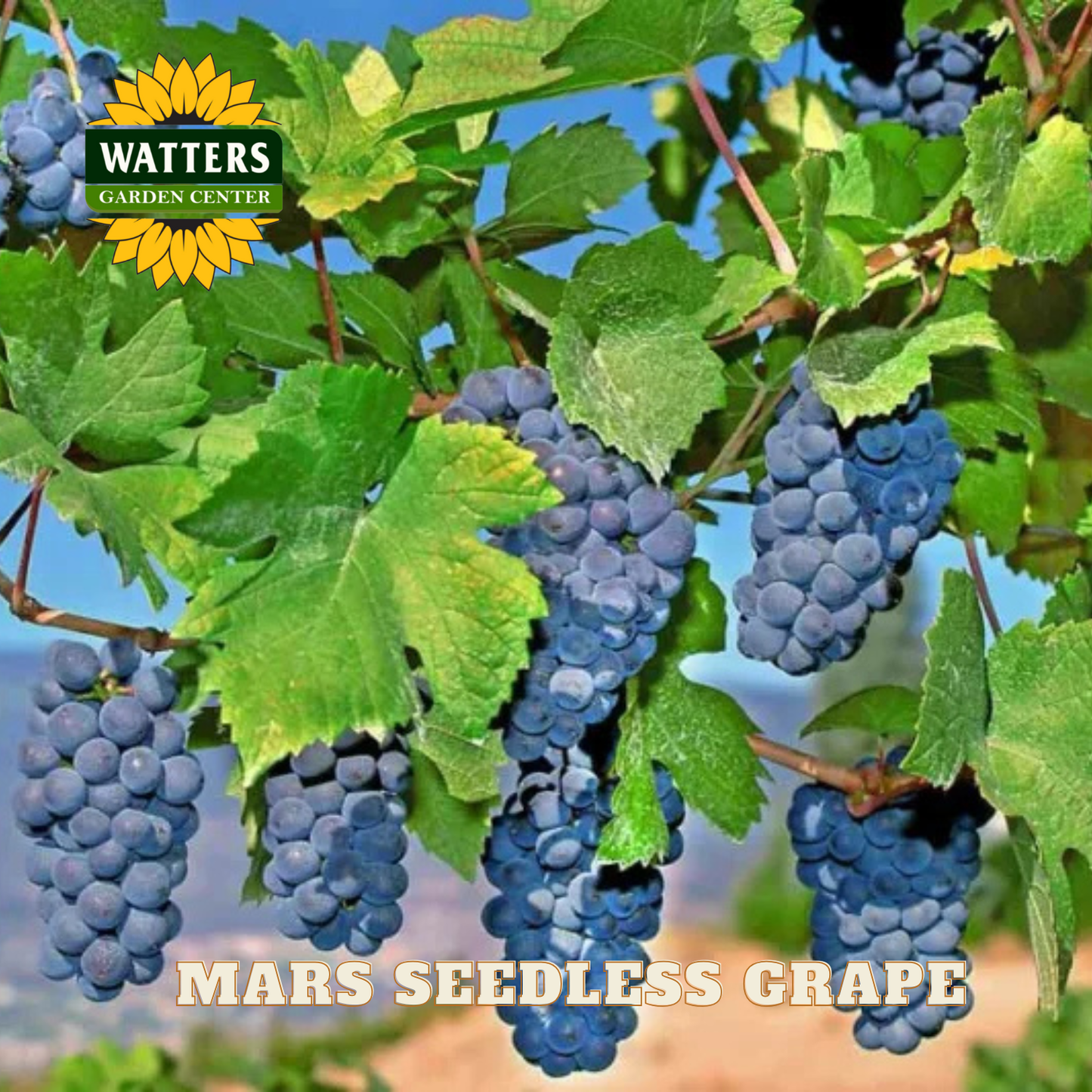 Mars Seedless Grape - 1 gal