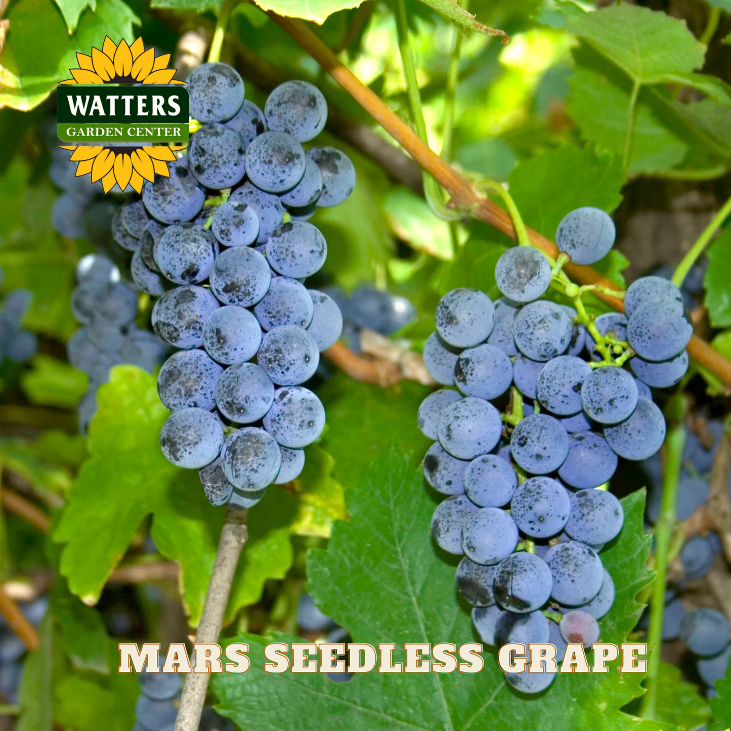 Mars Seedless Grape - 1 gal