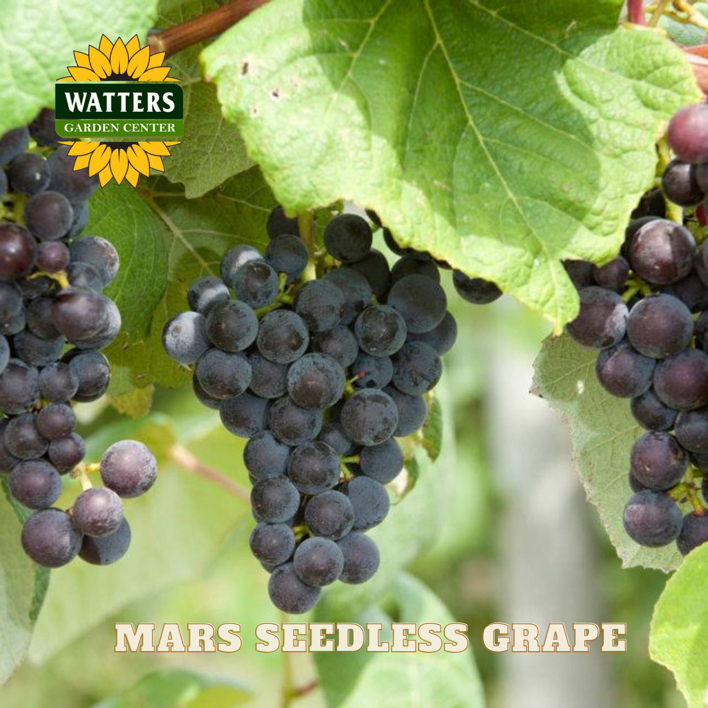 Mars Seedless Grape - 1 gal