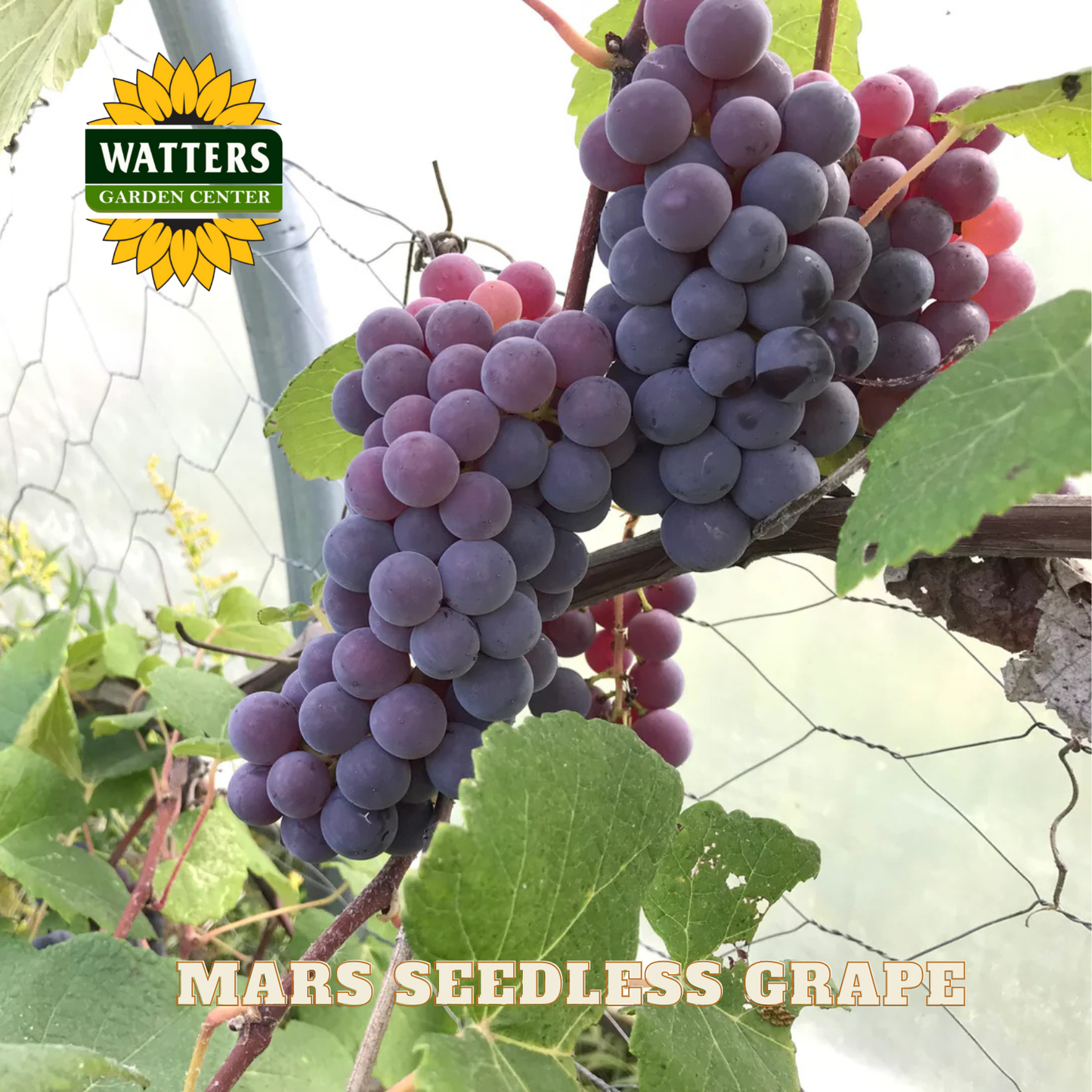 Mars Seedless Grape - 1 gal