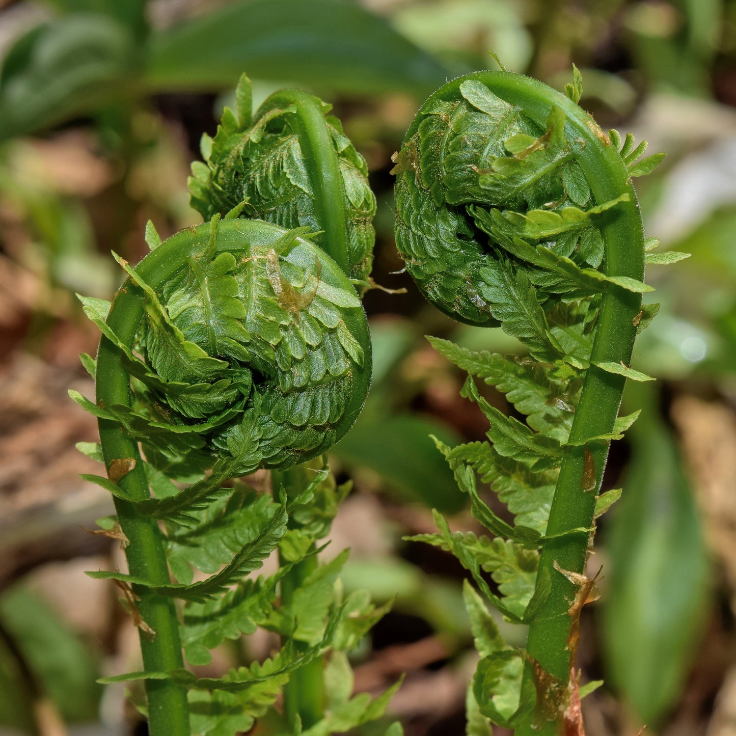 Ostrich Fern (Matteuccia struthiopteris 'Ostrich') - 1 gallon