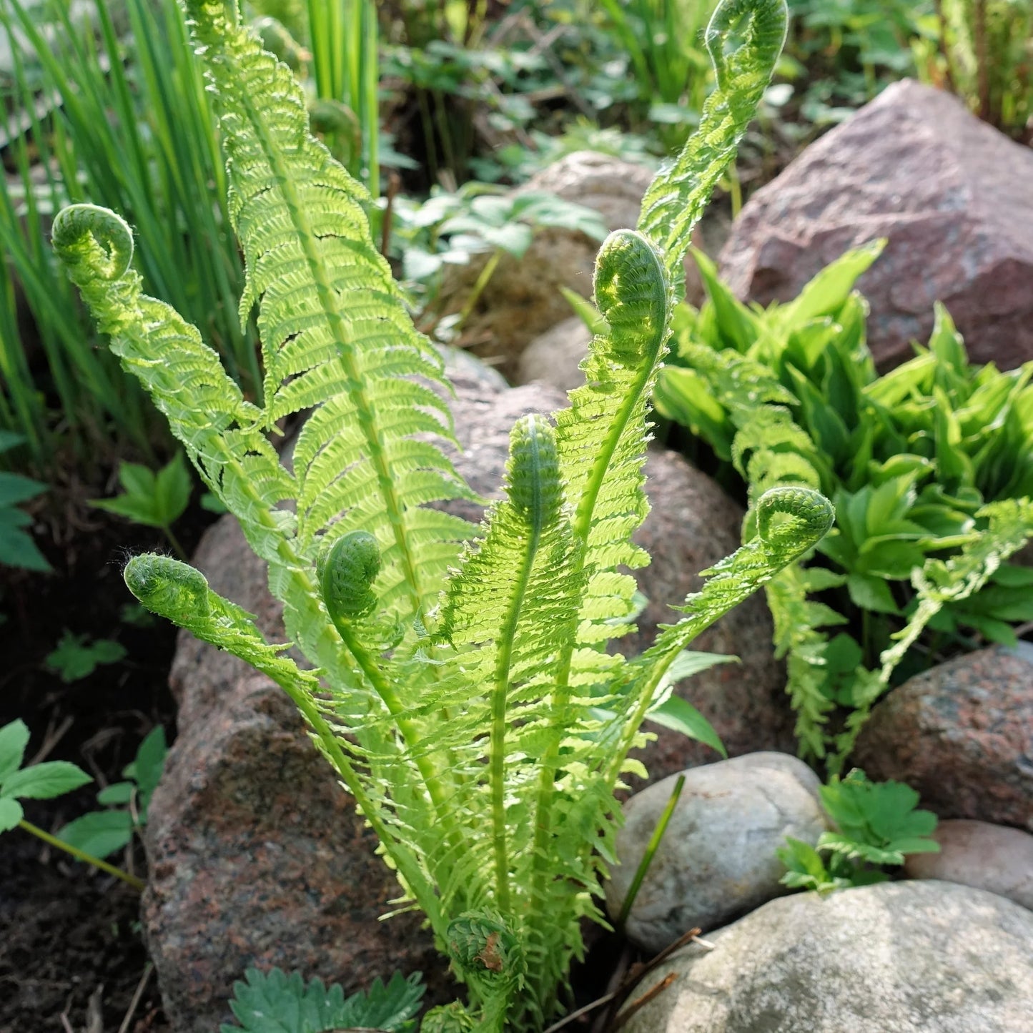 Ostrich Fern (Matteuccia struthiopteris 'Ostrich') - 1 gallon