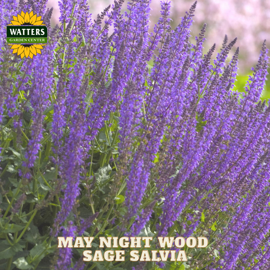 Purple salvia flowers with Watters Garden Center logo and text overlay.