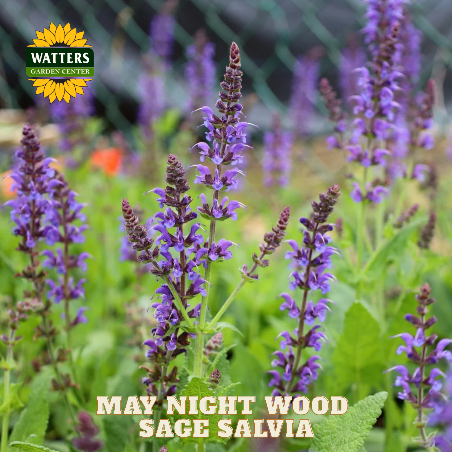 Purple salvia flowers with Watters Garden Center logo and text overlay.