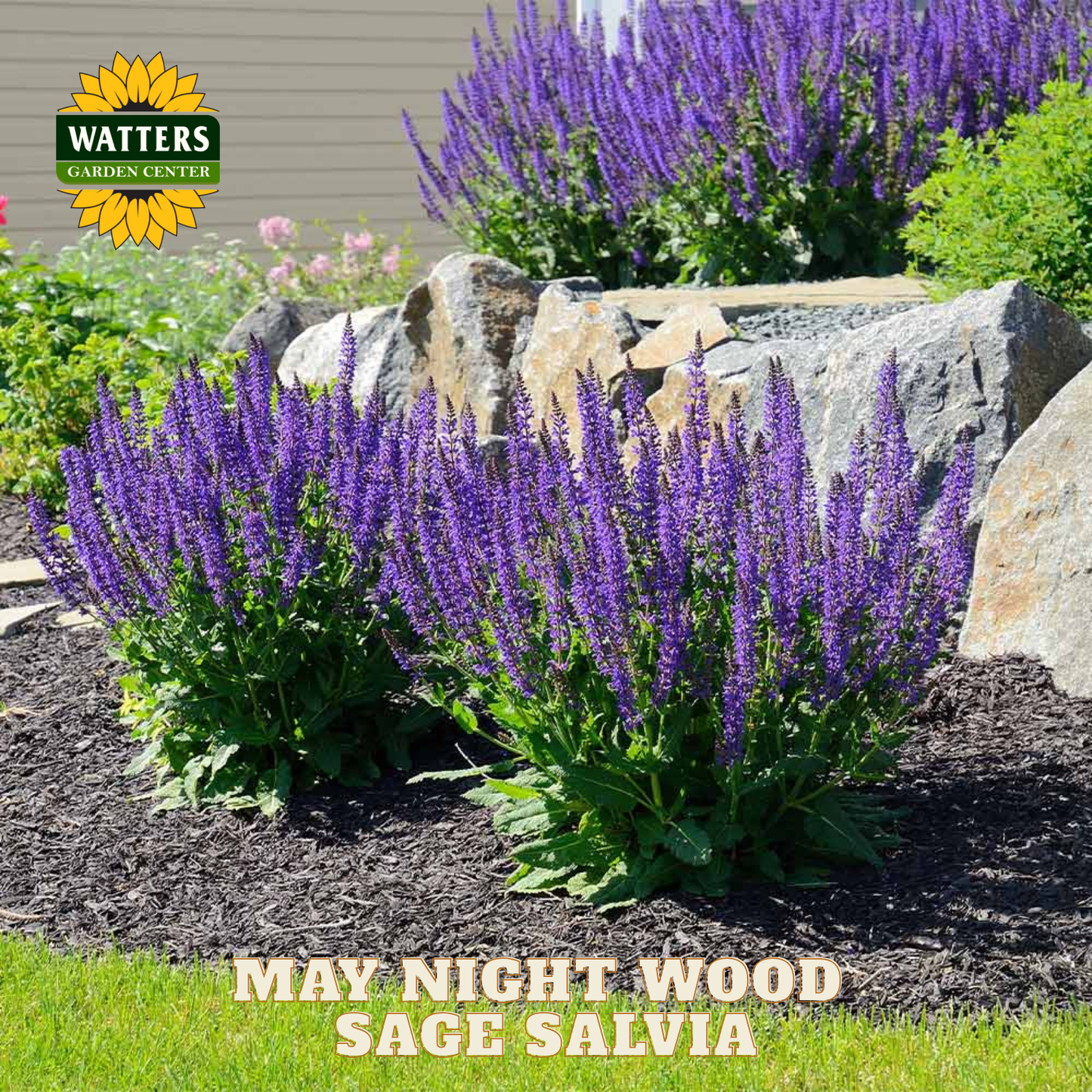 Purple sage salvia plants in a garden setting with rocks and grass, featuring Watters Garden Center branding.