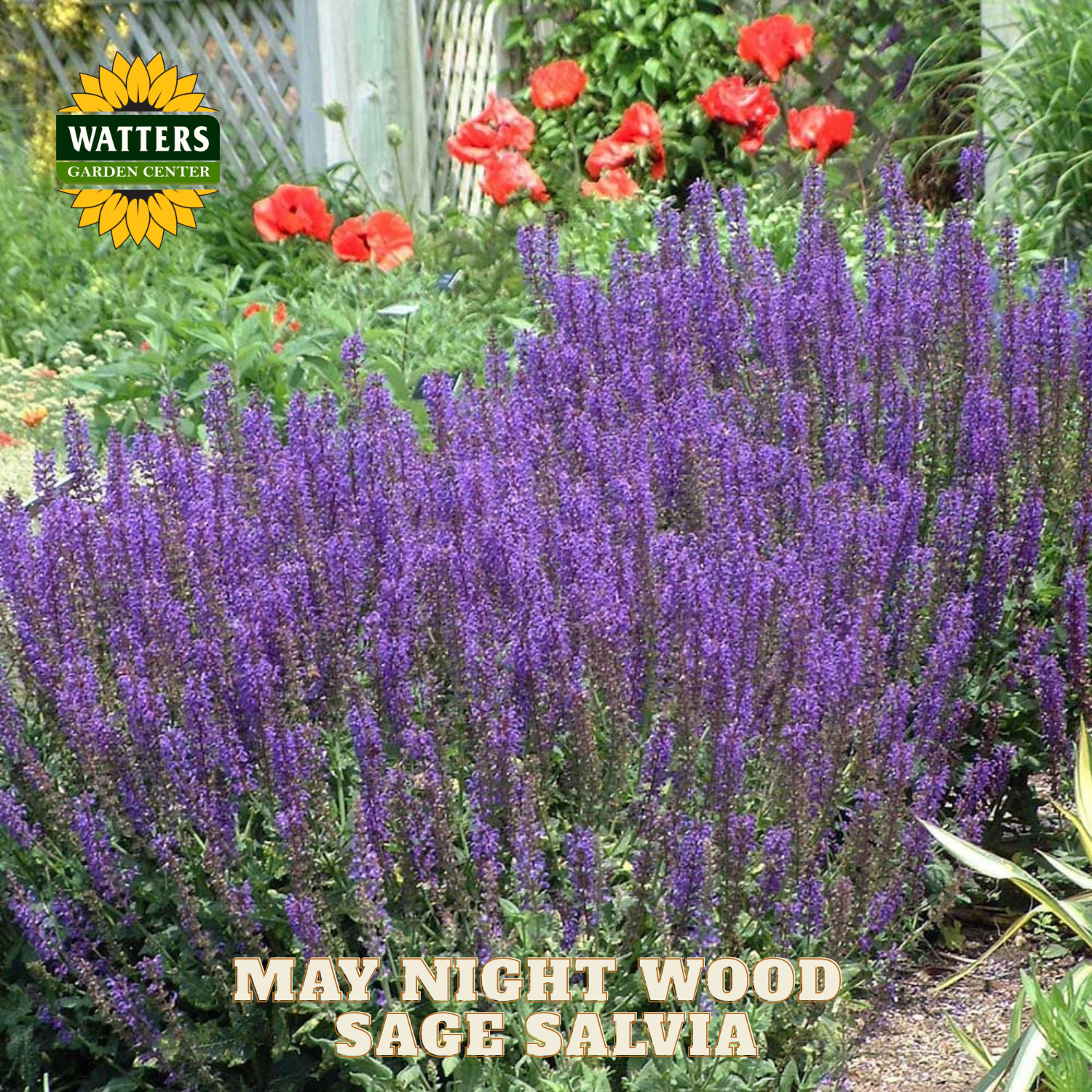 Purple salvia flowers with red poppies in a garden setting, featuring Watters Garden Center logo.
